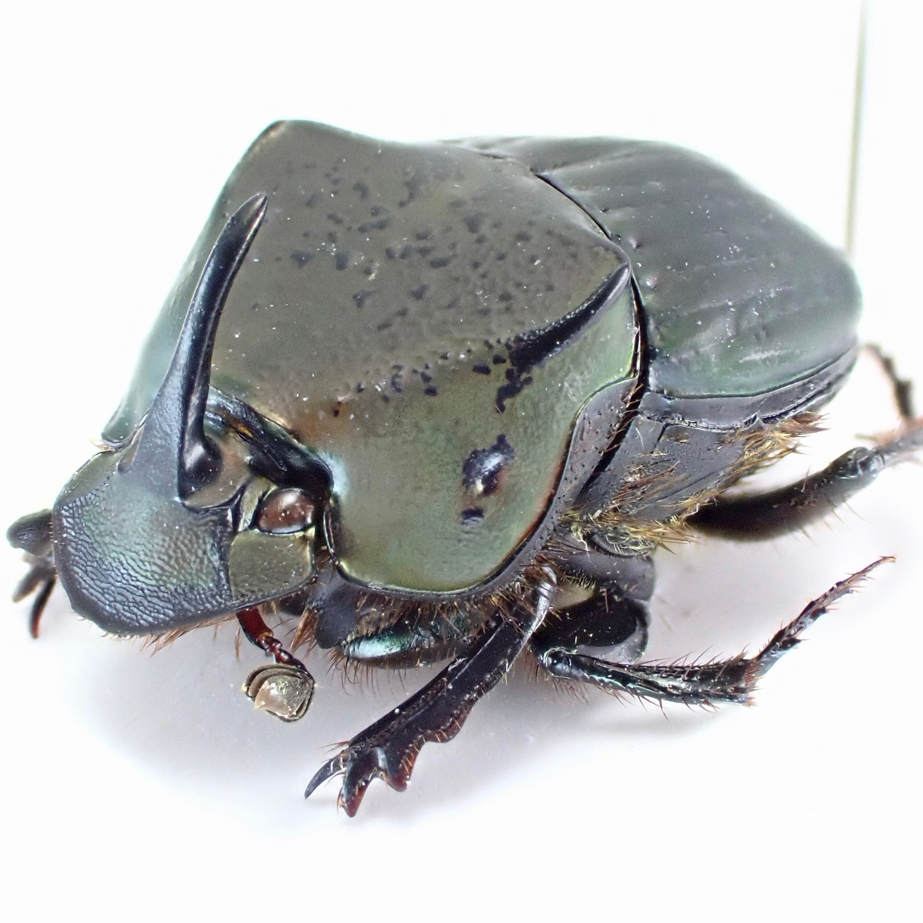 ニジダイコクの仲間（SOLD） | 昆虫標本 Diggers & Rollers