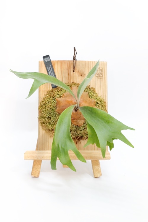 Mysterious platycerium