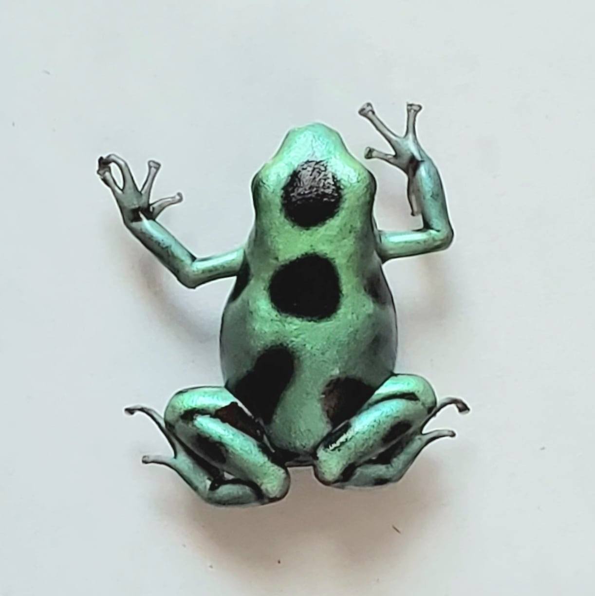 マダラ ヤドクガエル 