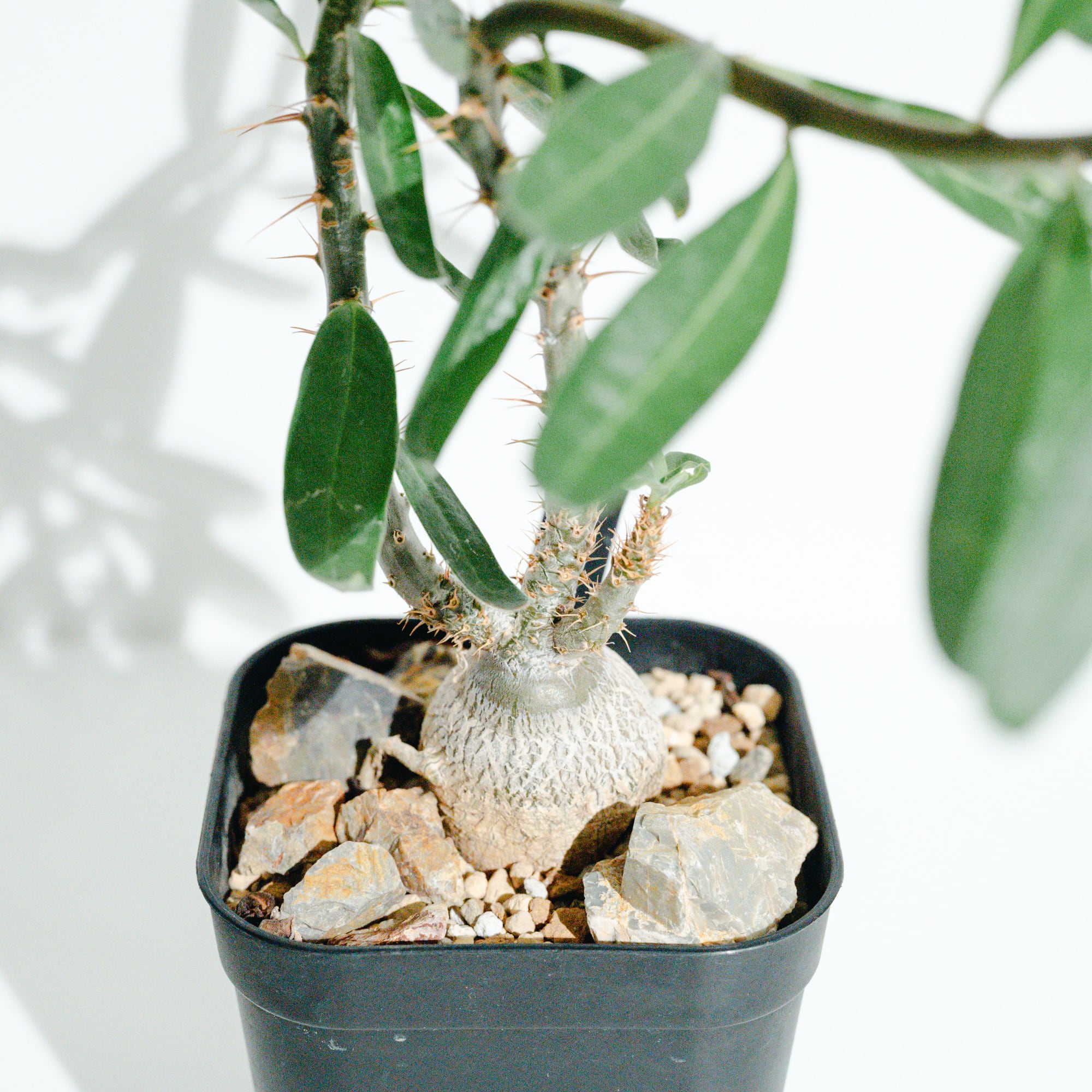 パキポディウム・サキュレンタム（Pachypodium succulentum）_実生株_