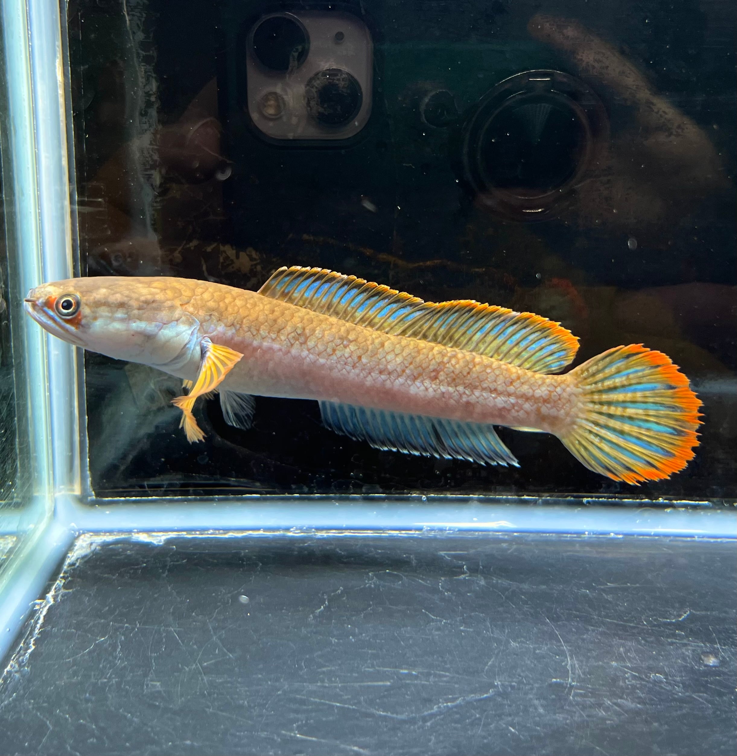 濃色極美 wild 採取個体 タイ南部産 アイス(アイズ)ファイヤースネークヘッド 現物個体 A-1