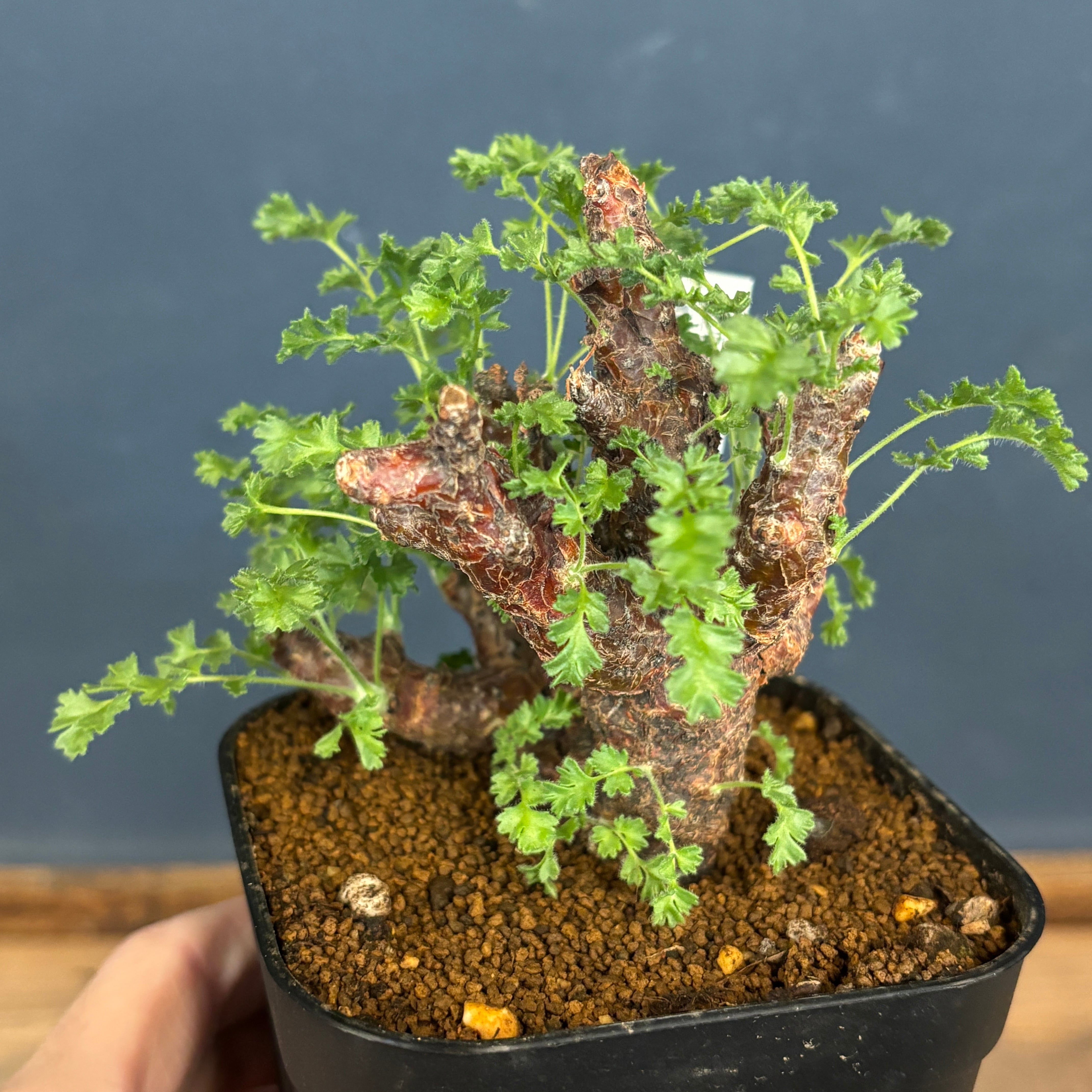 塊根植物 | PROTOLEAF プロトリーフ