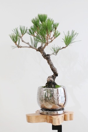 【M】黒松 盆栽/Japanese black pine bonsai 　※陶器鉢付き