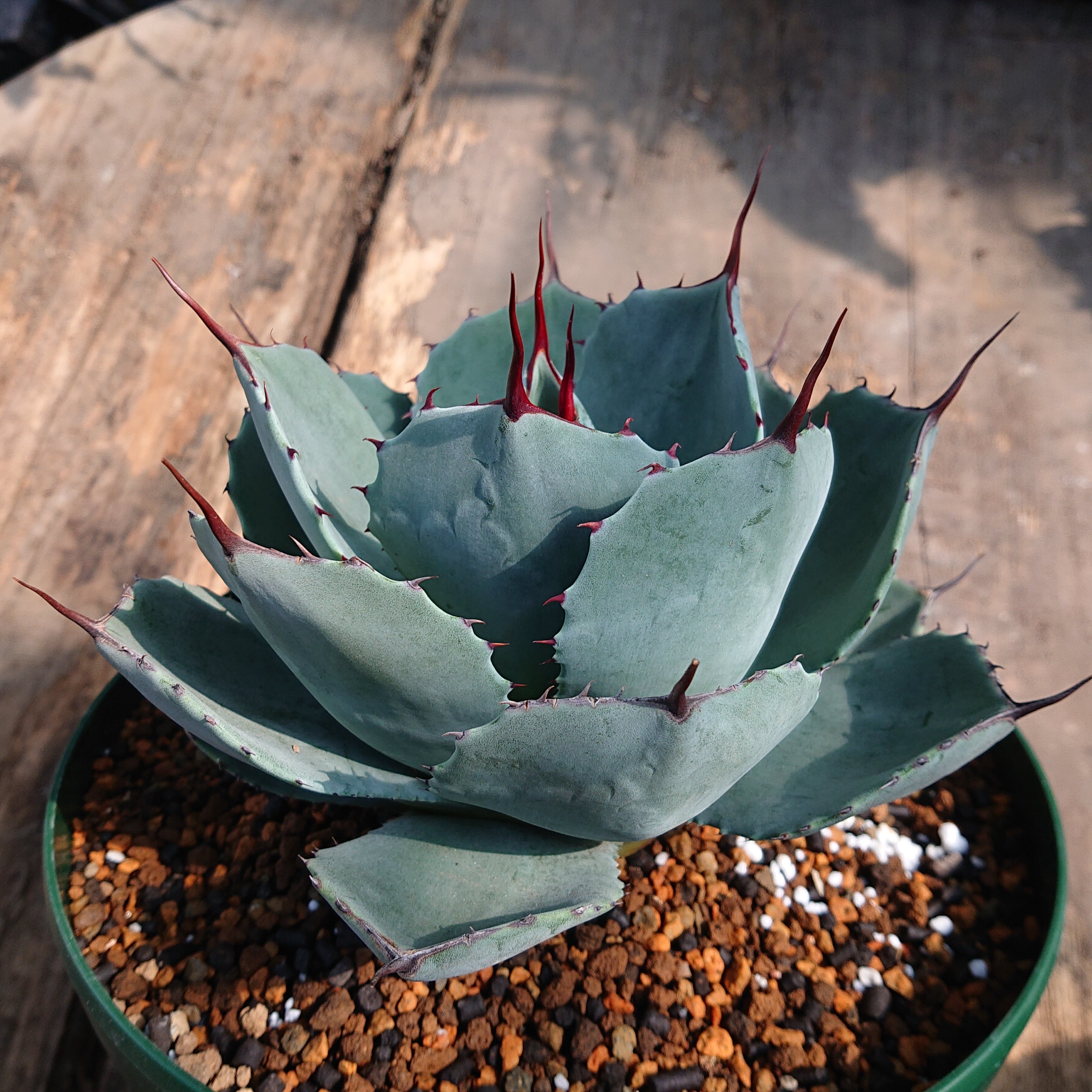 no.3 アガベ パリー トランカータ agave parryi truncata 子株付き 【発根済】 |  多肉植物ハオルチア・アガベ・サンスべリアの店mellowgarden powered by BASE