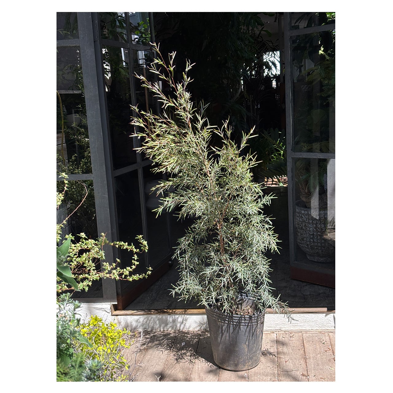 Silver tea tree | Seeding