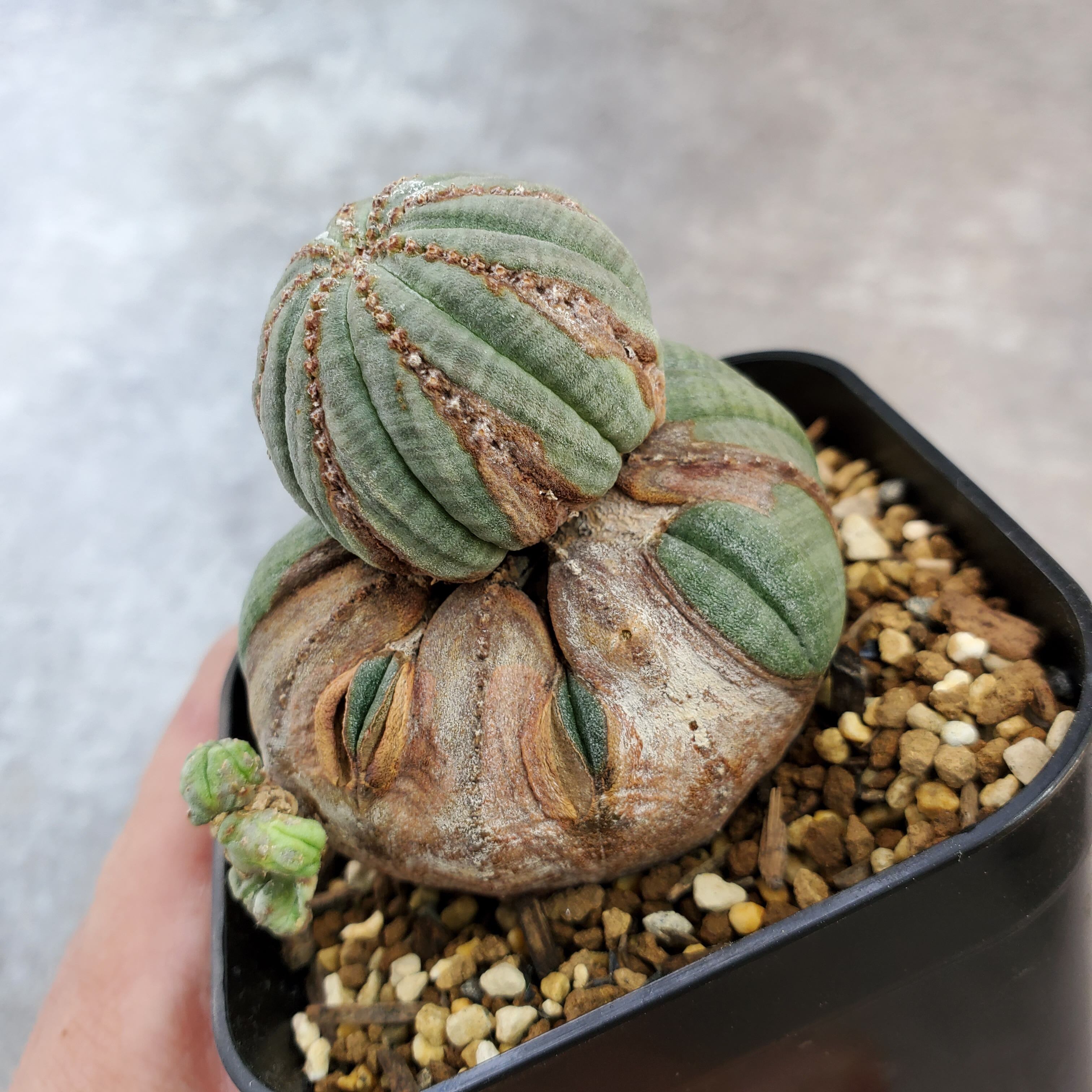 S076 塊根植物 Euphorbia obesaユーフォルビア オベサ 10株-