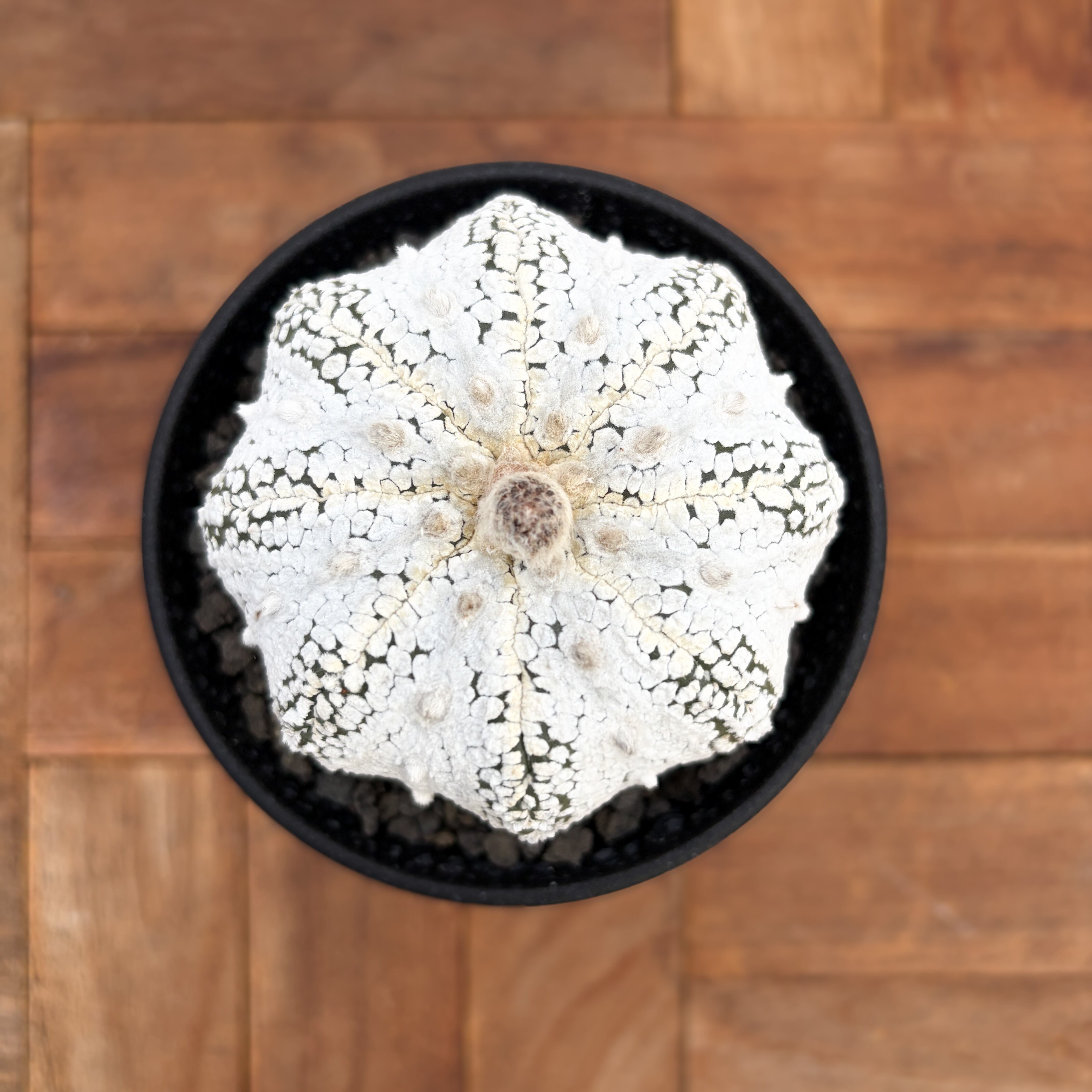 Astrophytum | RIMO'S GREEN 【Saboten & Succulent】