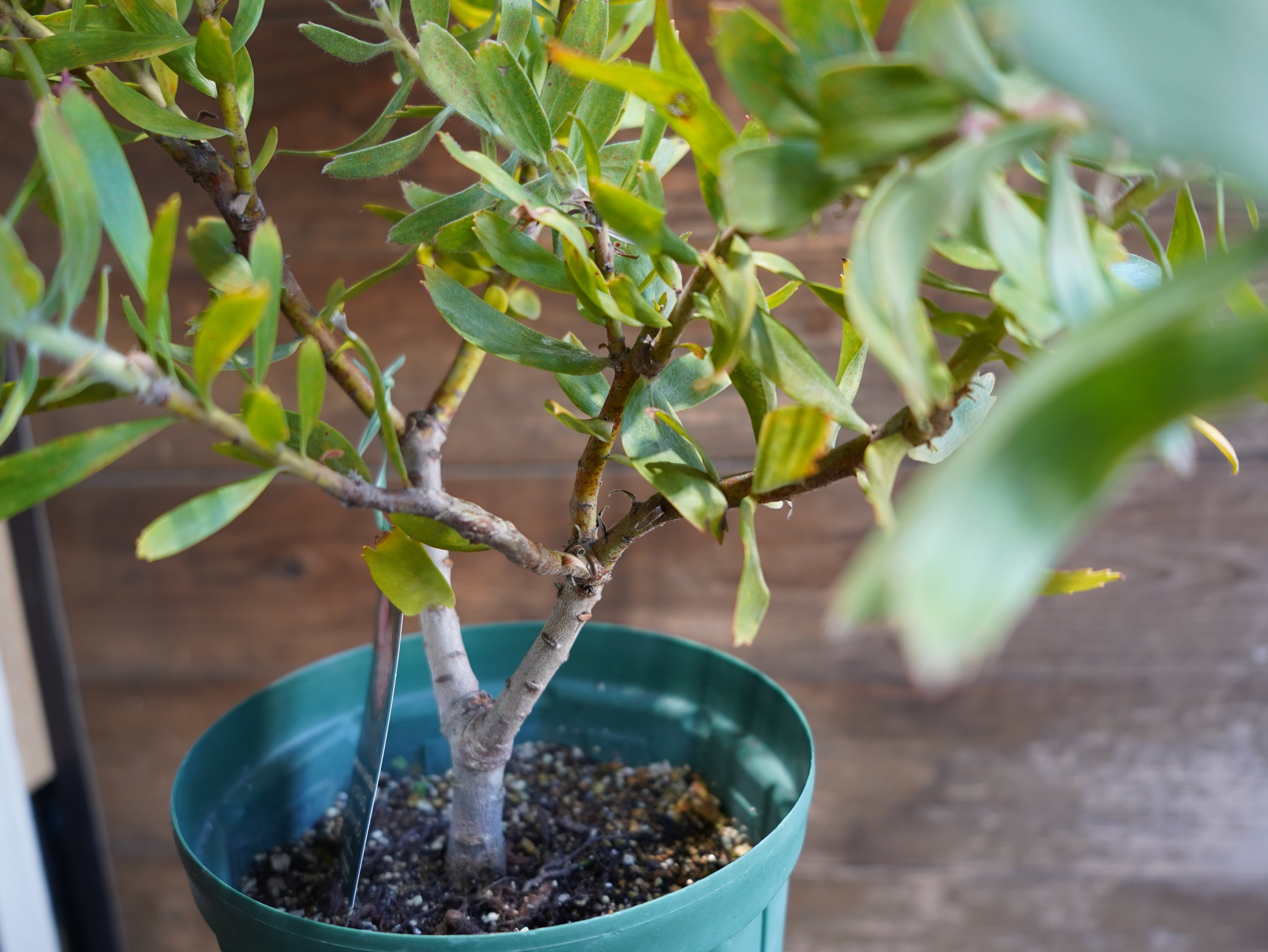 【現物】リューコスペルマム "スカーレットリボン"　