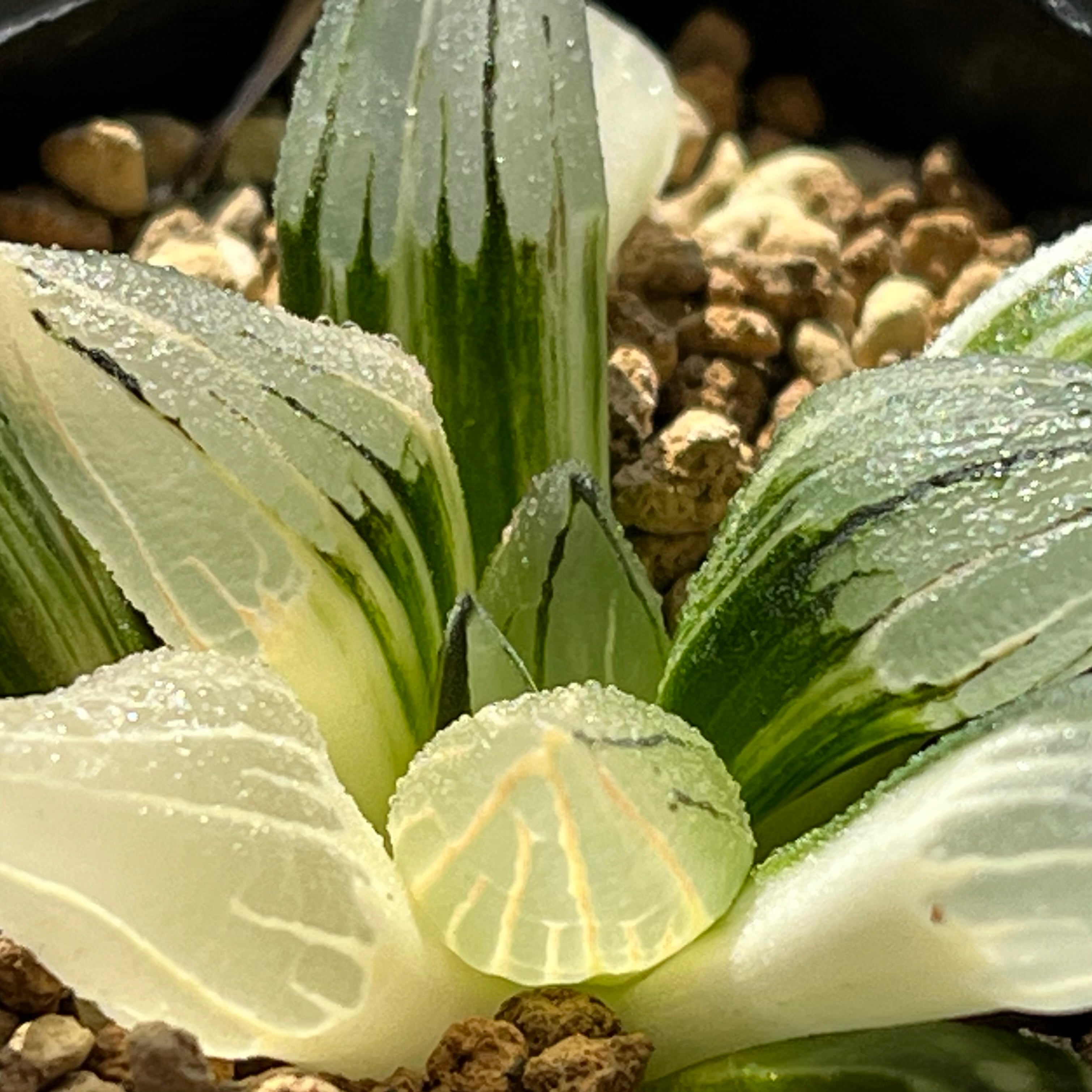 ハオルチア アトロフスカミュータント錦 | mocono_plants