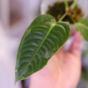 アンスリウム・ベイチー / Anthurium Veitchii / 観葉植物⑭