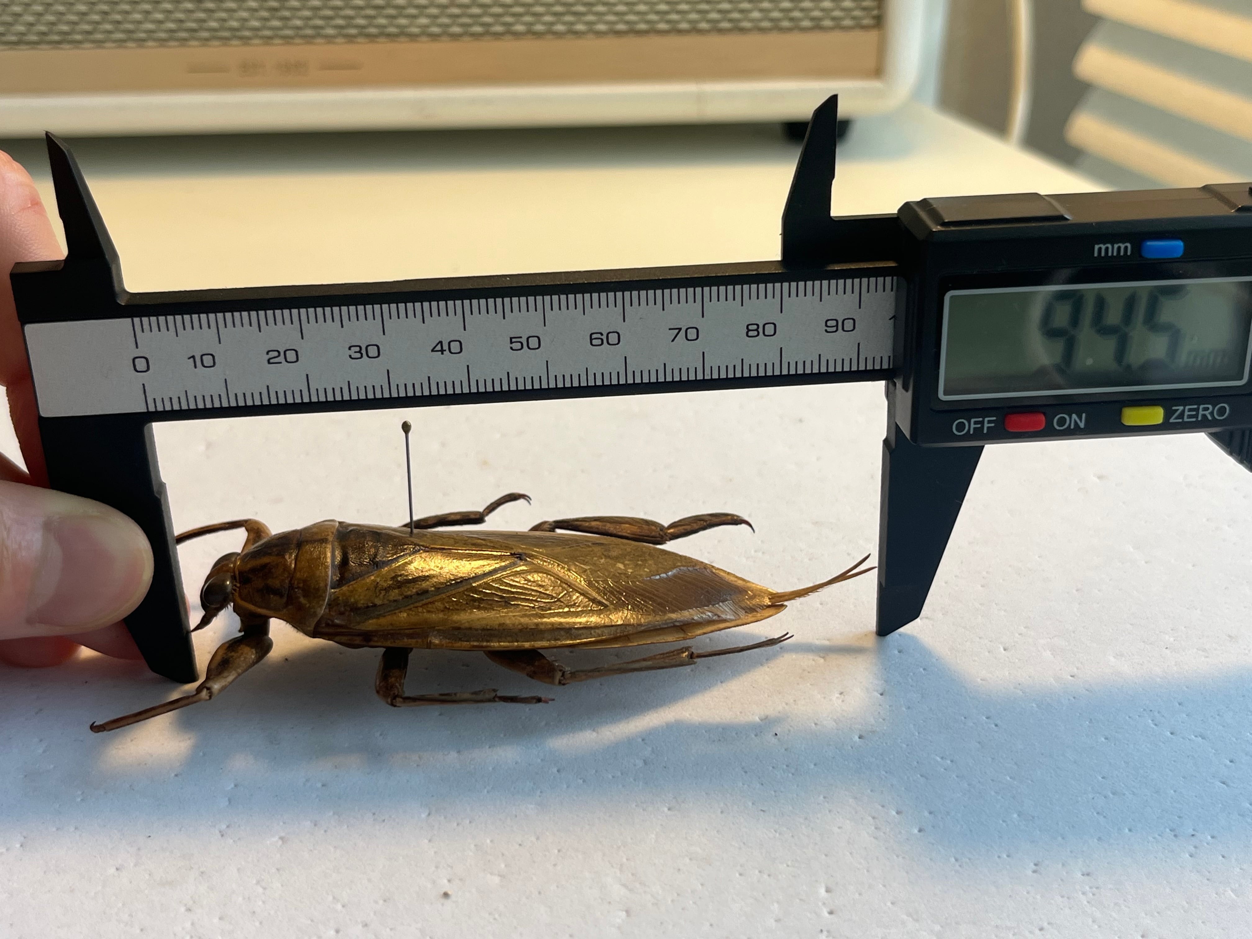 田亀最大級】ナンベイオオタガメの昆虫標本 タランチュラムカデ