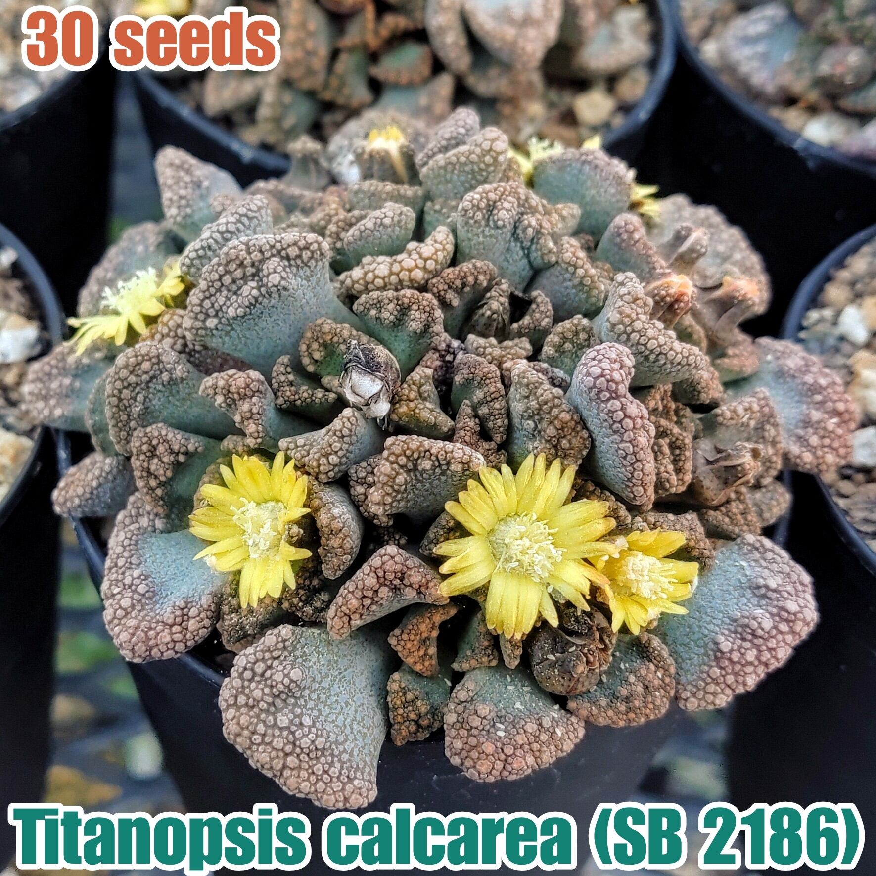 Titanopsis/チタノプシス属 | YAJIMA: Succulents of Wild-Species