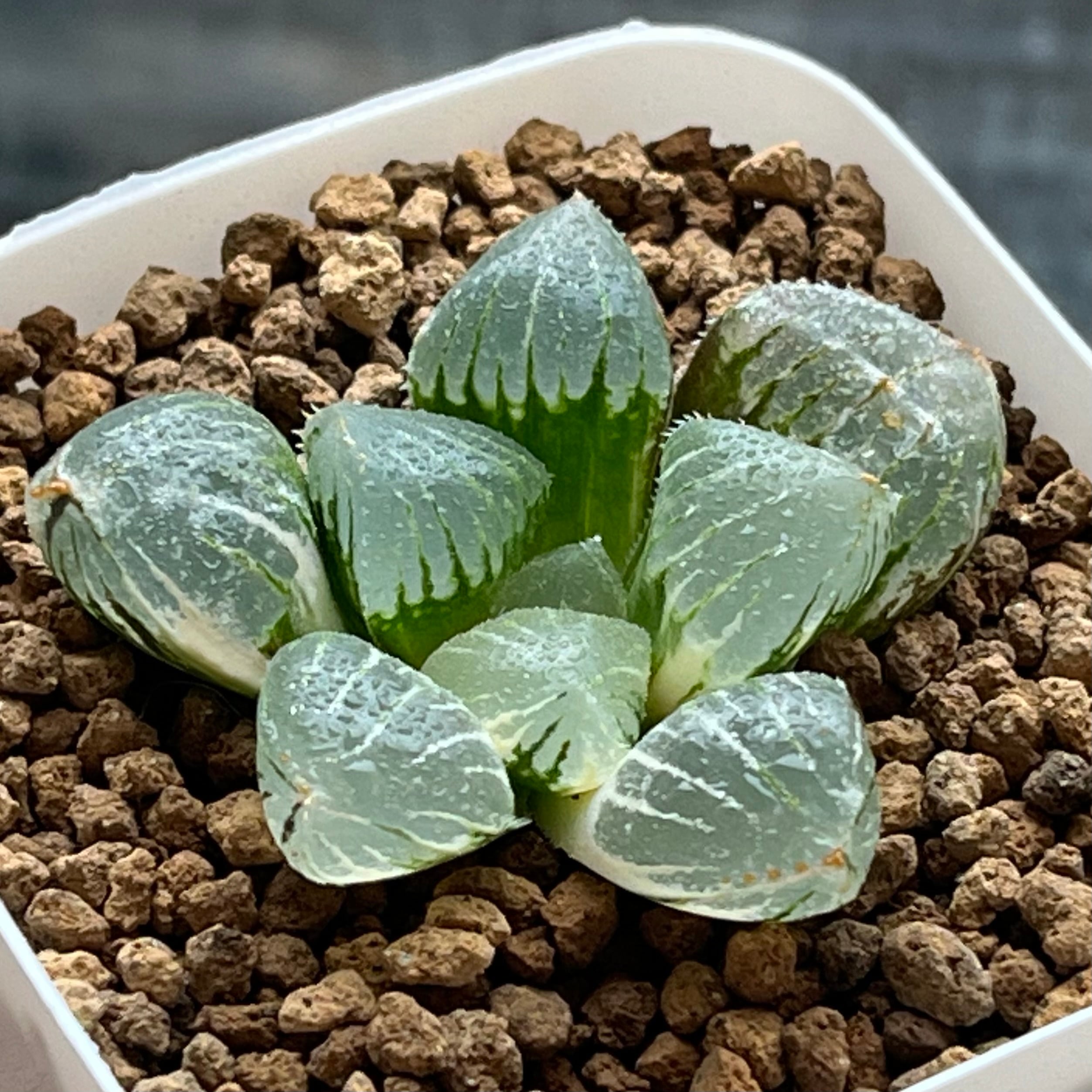 ハオルチア スターズフェアリー | mocono_plants