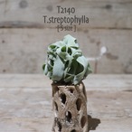 【送料無料】ストレプトフィラ S〔エアプランツ〕現品発送T2140