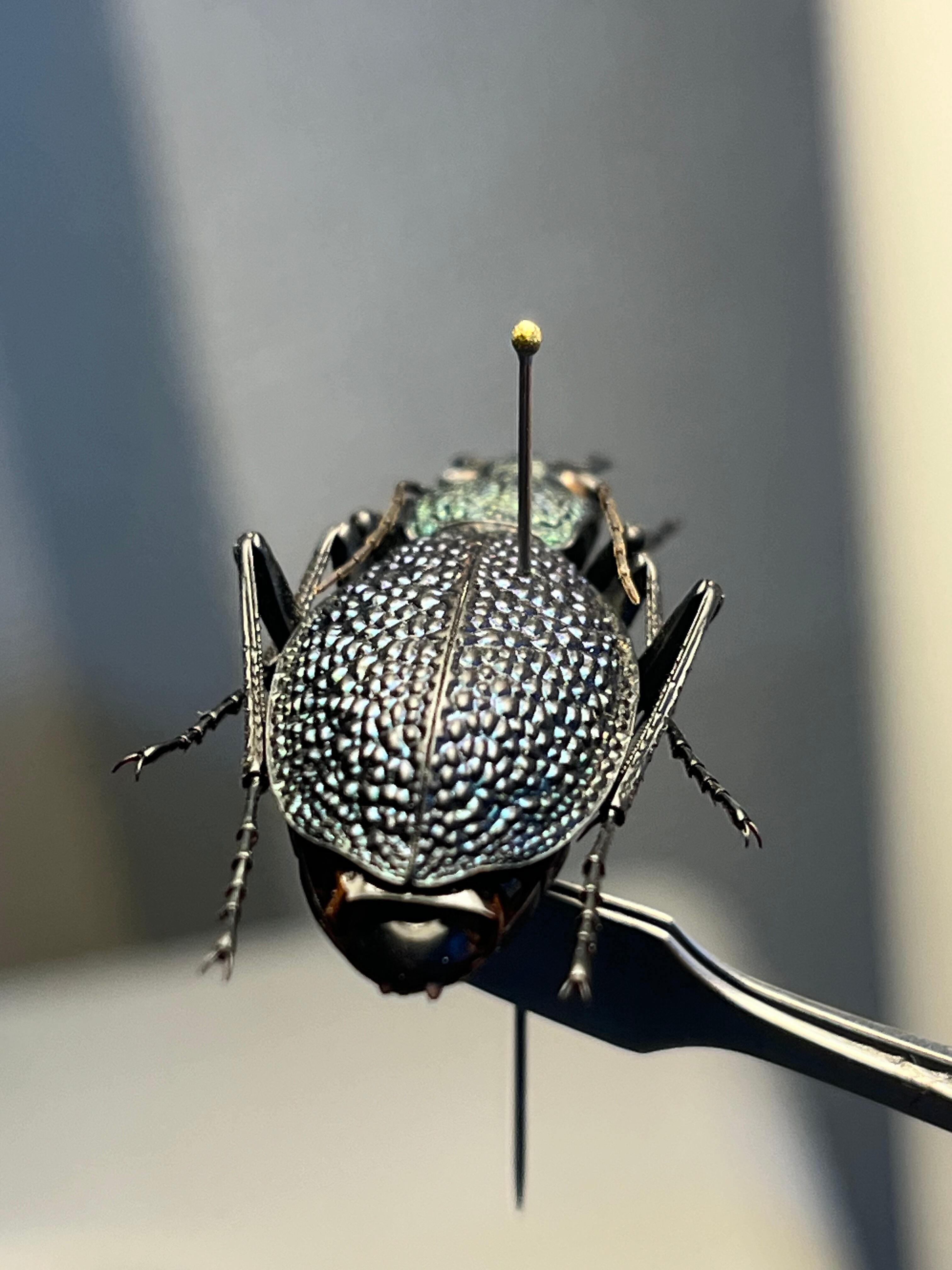 37mm】ボンヴロワキンオサムシ トルコ産 標本 イボハダオサムシ 青緑