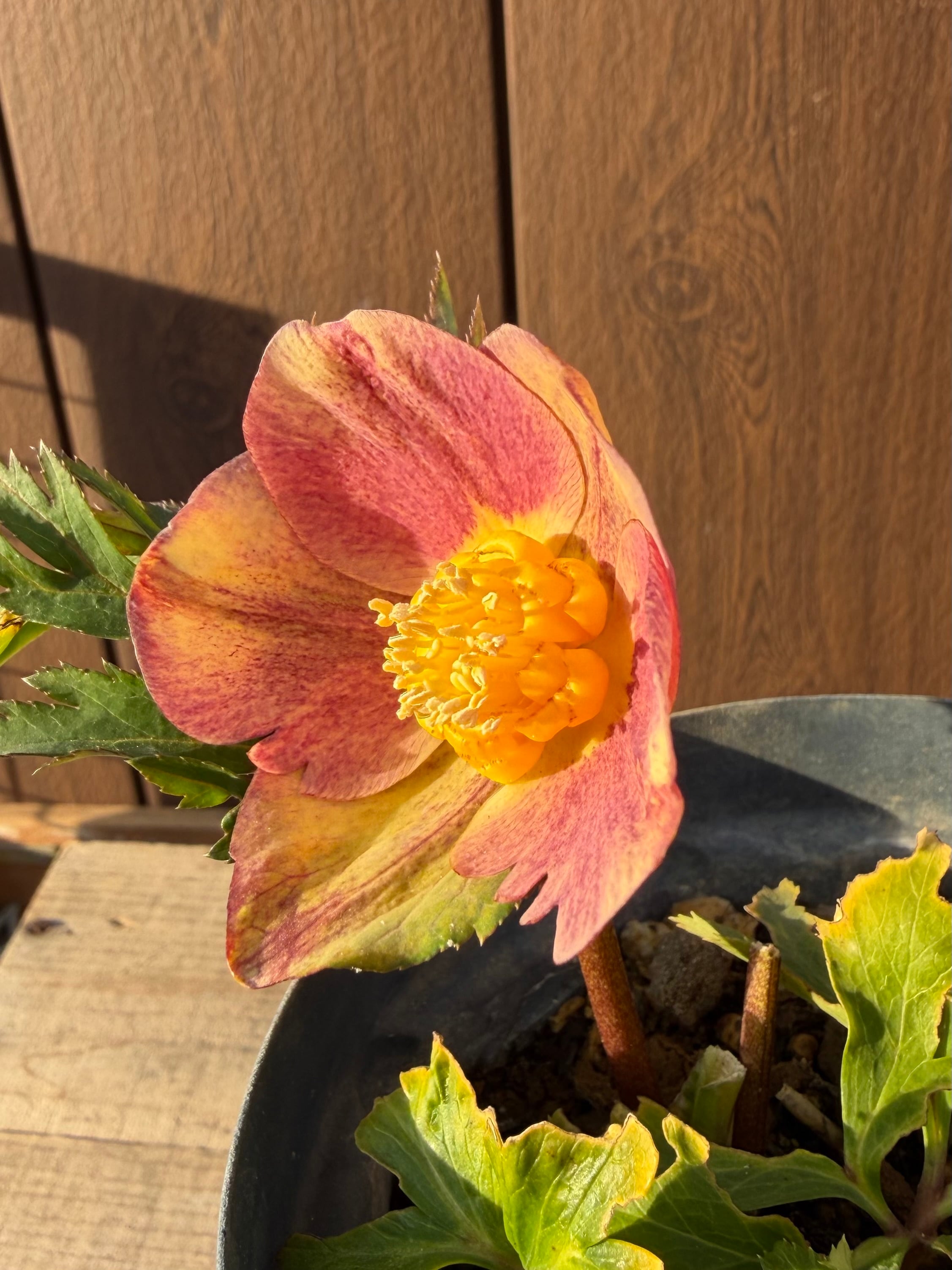 茜交配 Zoony Garden クリスマスローズ【Zo04】送料無料 | あしかが