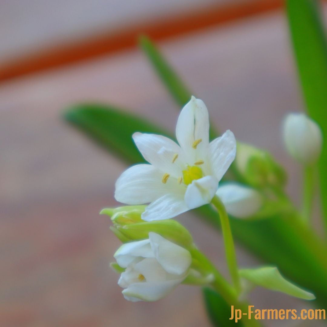 歴史ある産地！JA高岡農協 球根付きオーニソガラム ホワイトトロフィー