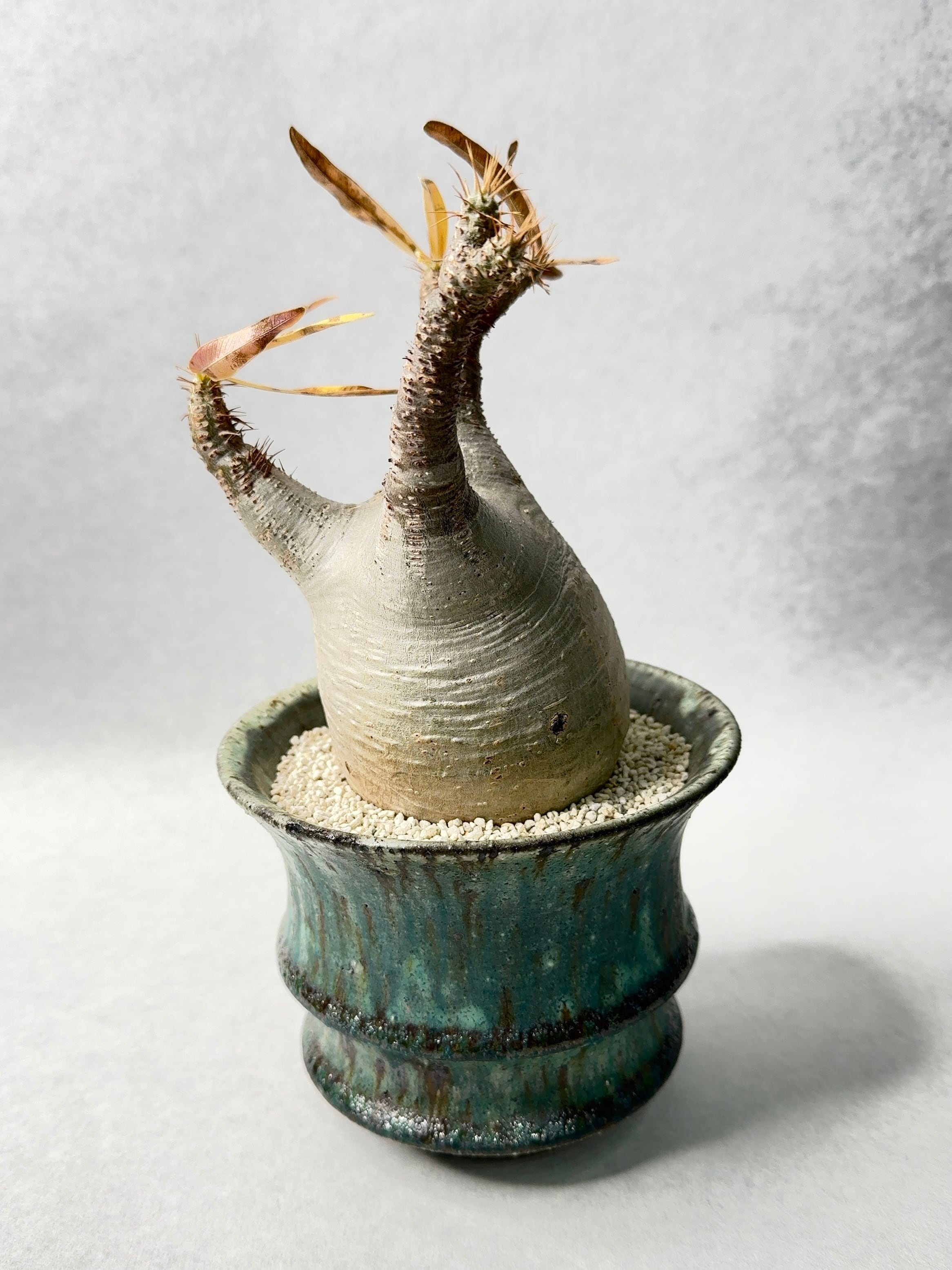 パキポディウム・グラキリス | trigger