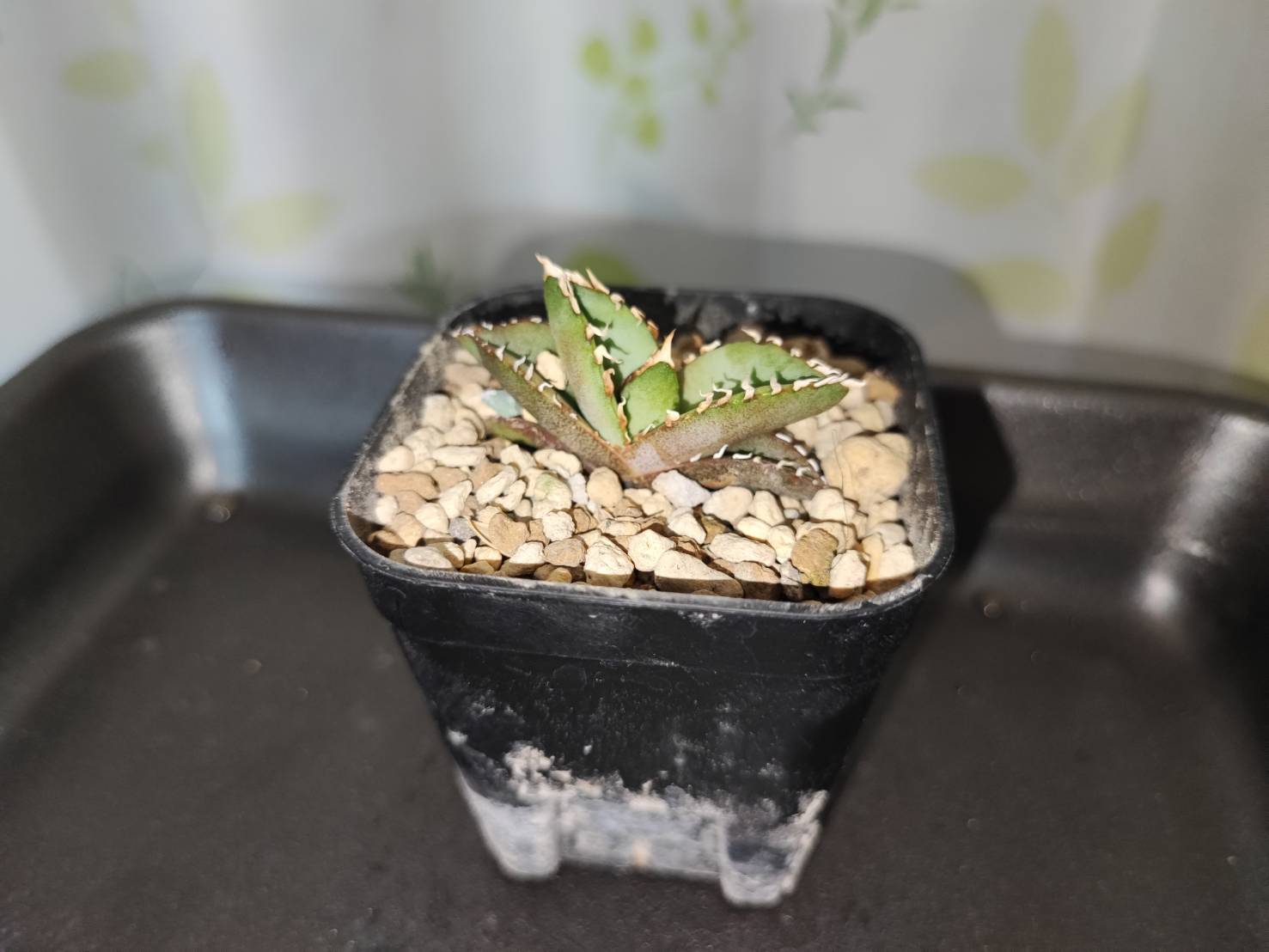 【 85 】oteroi seedling ②