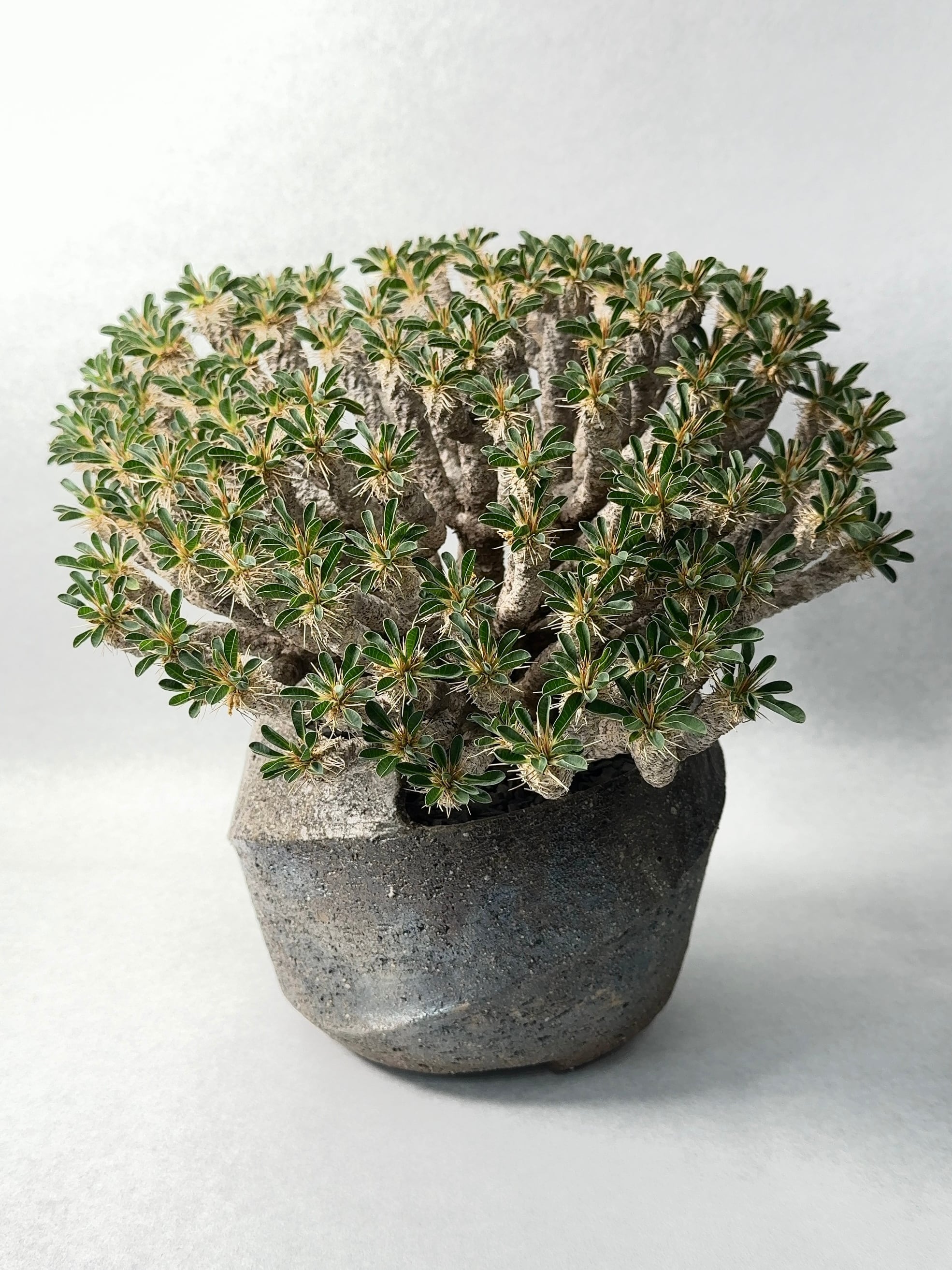 ユーフォルビア・ギラウミニアナ