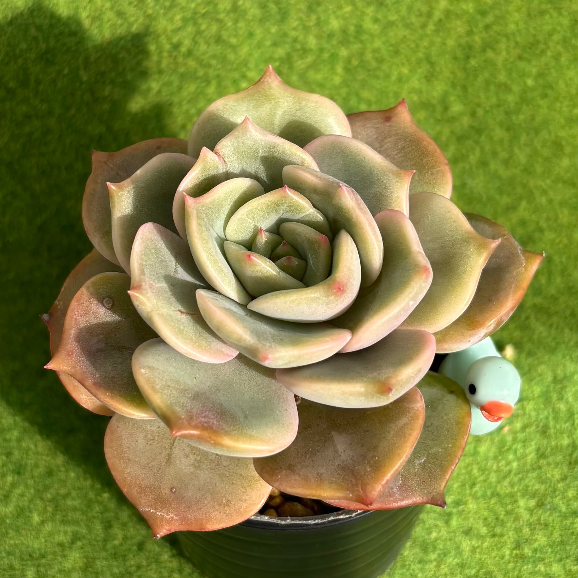 専用　多肉植物　大き目❁︎フラメンコ錦　未発根 多肉植物 ④フラメンコ錦 輸入苗 未発根 赤ちゃん付き 専用 多肉植物