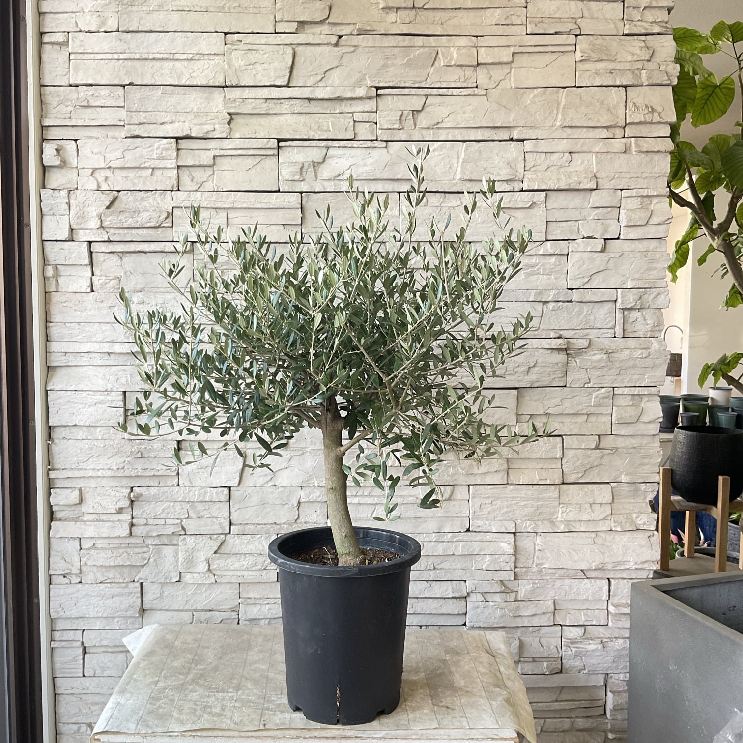 送料無料】【souju】香川県産オリーブの木 ネバディロブランコ 8寸鉢