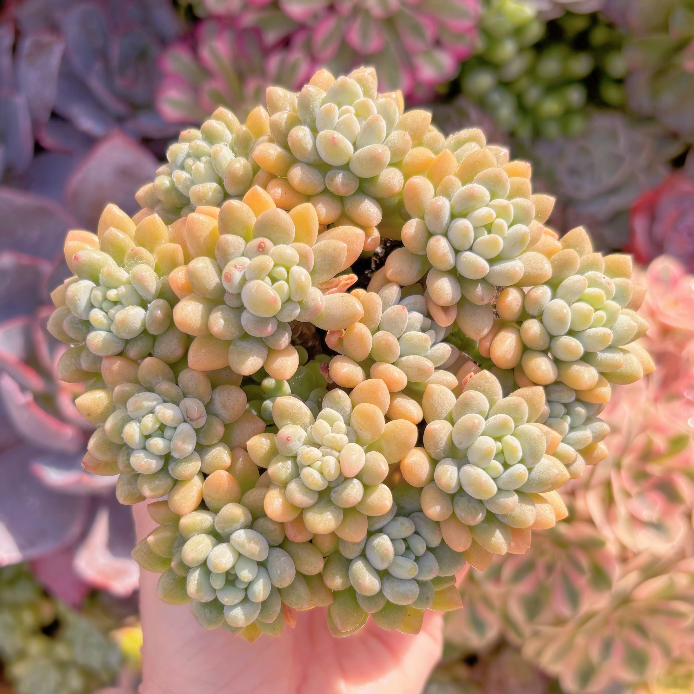 現品　キャビア#239　大群生　新入荷　るる農園