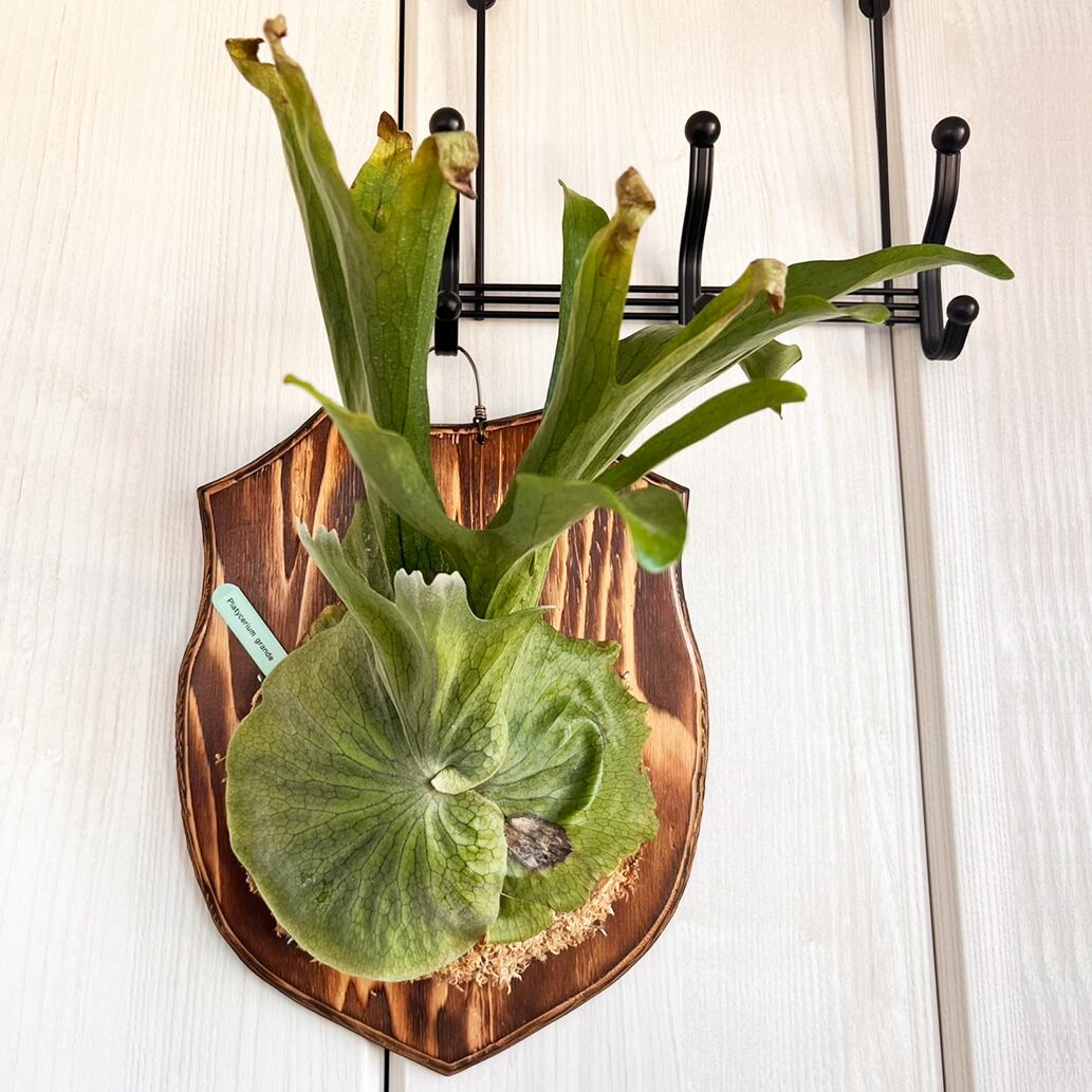 ビカクシダ グランデ 板付 【観葉植物 壁掛け コウモリラン