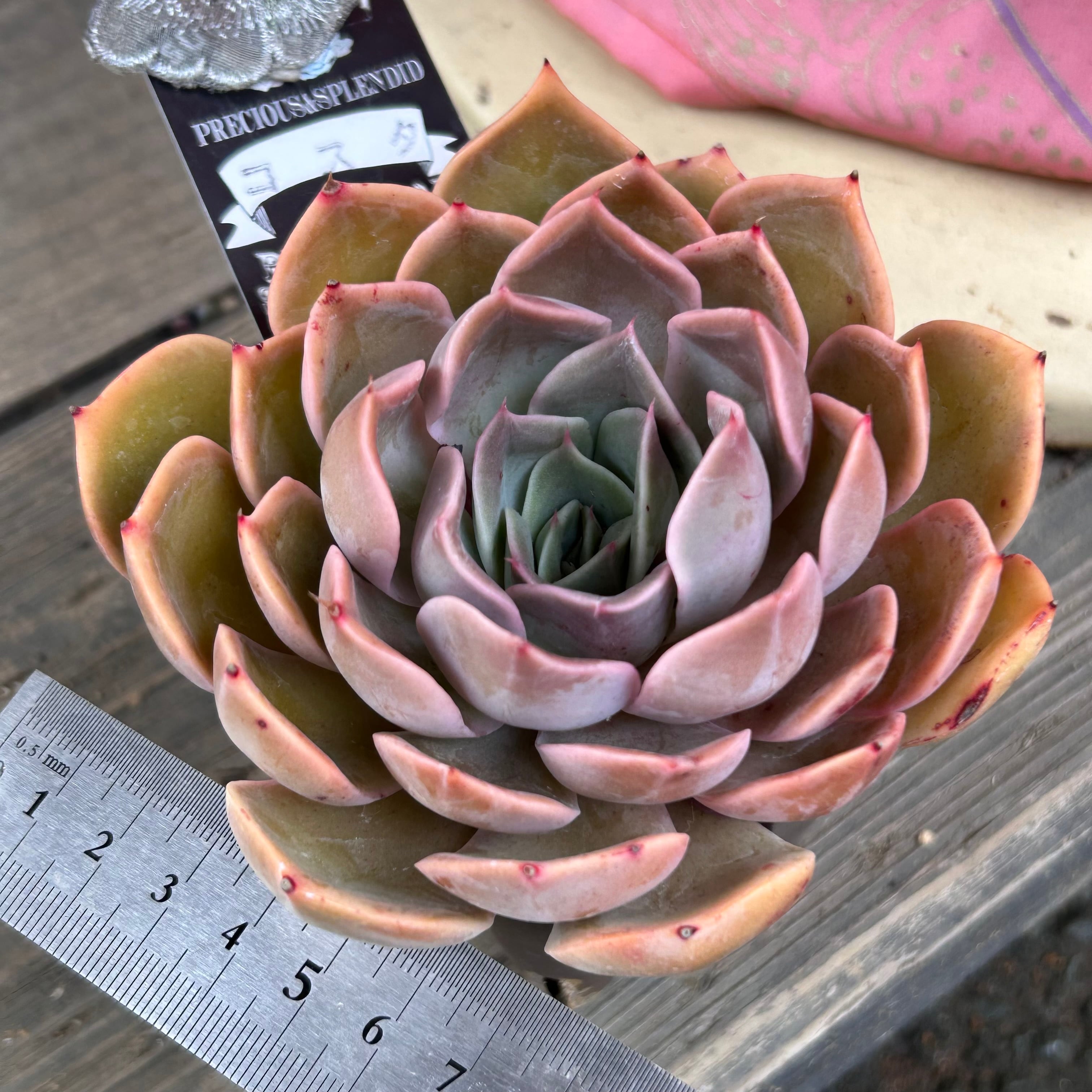 コスタ | RuPo 多肉植物専門店