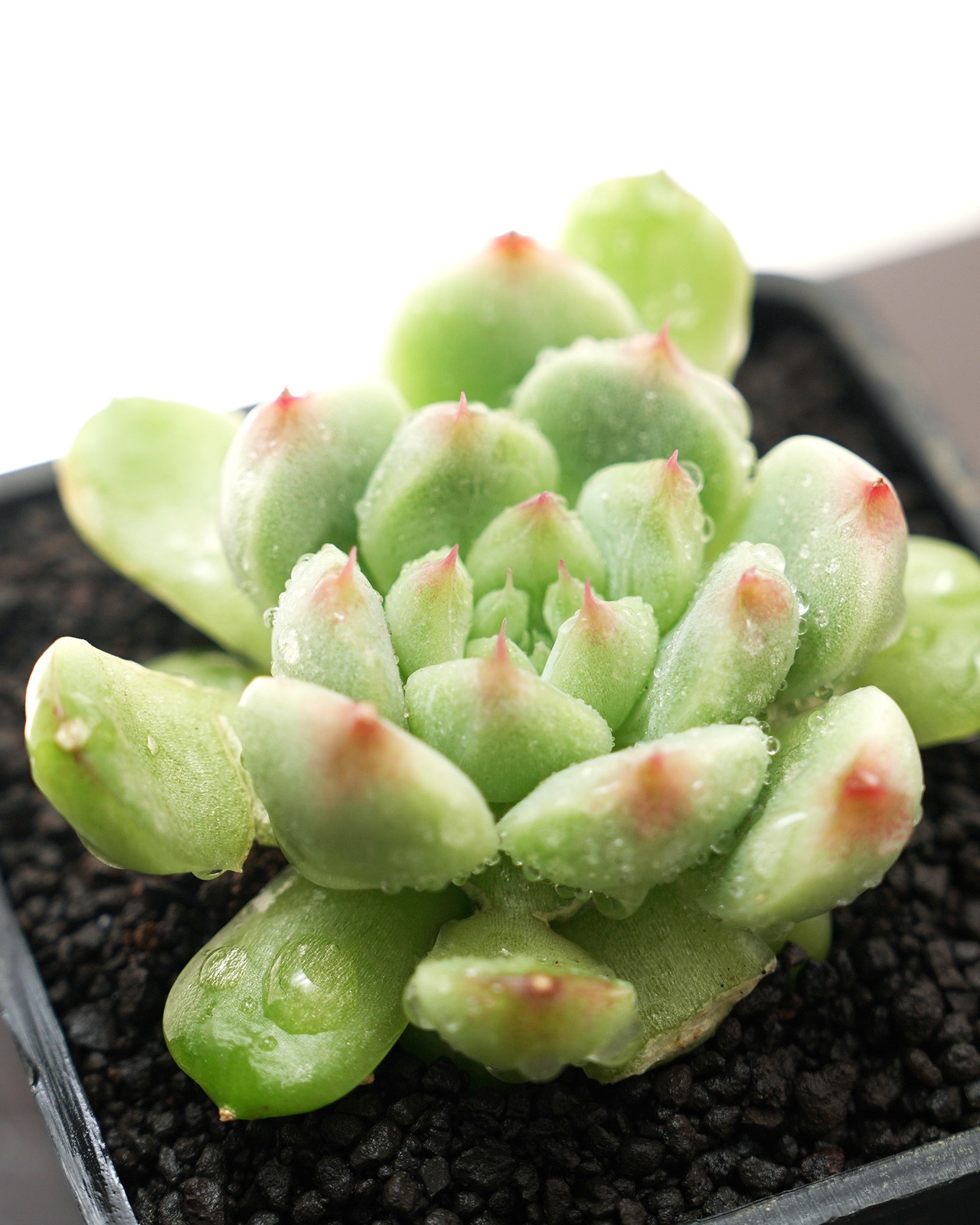 発根済カット苗 インス Echeveria 'Ying Su'