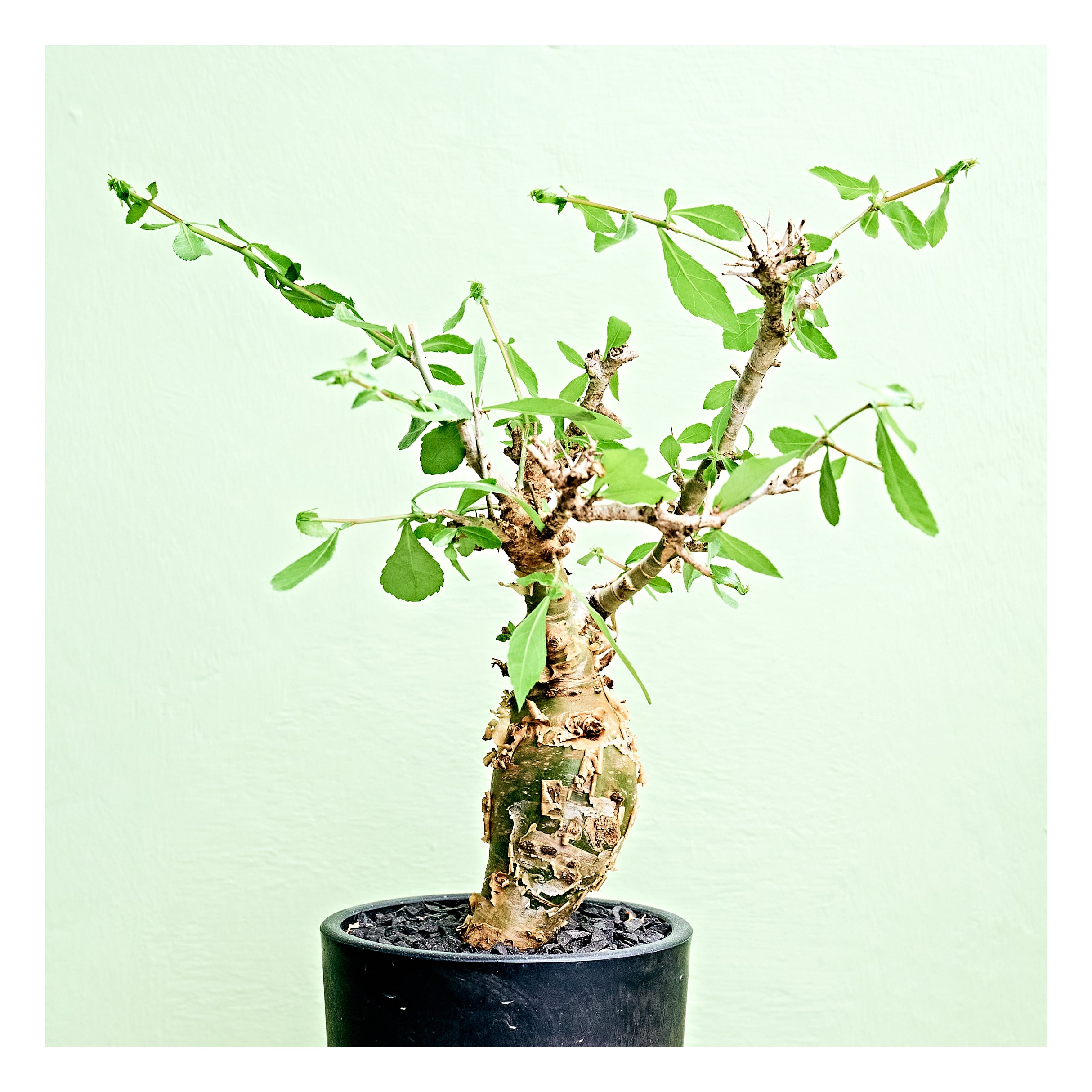 Commiphora habessinica コミフォラ アビシニカ | いい日あたり