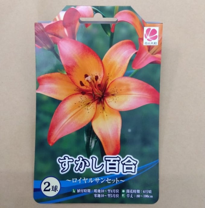 球根 オリエンタル系百合 ユリ 【ホワイトトルネード】改良ダブル