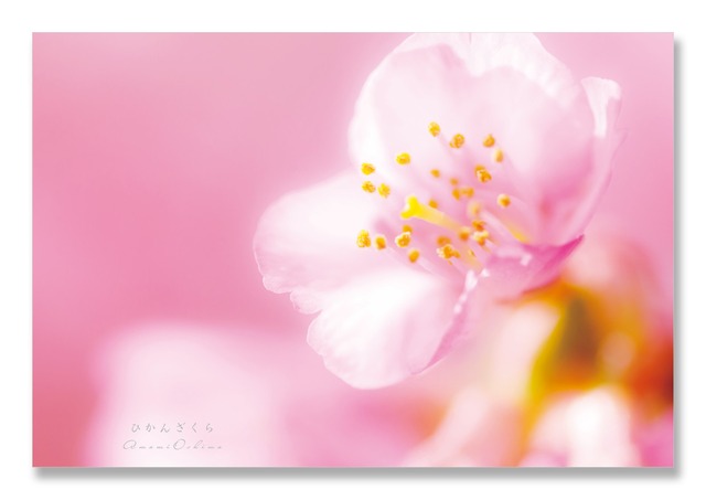 奄美ポストカード「ひかんざくら／本茶峠」