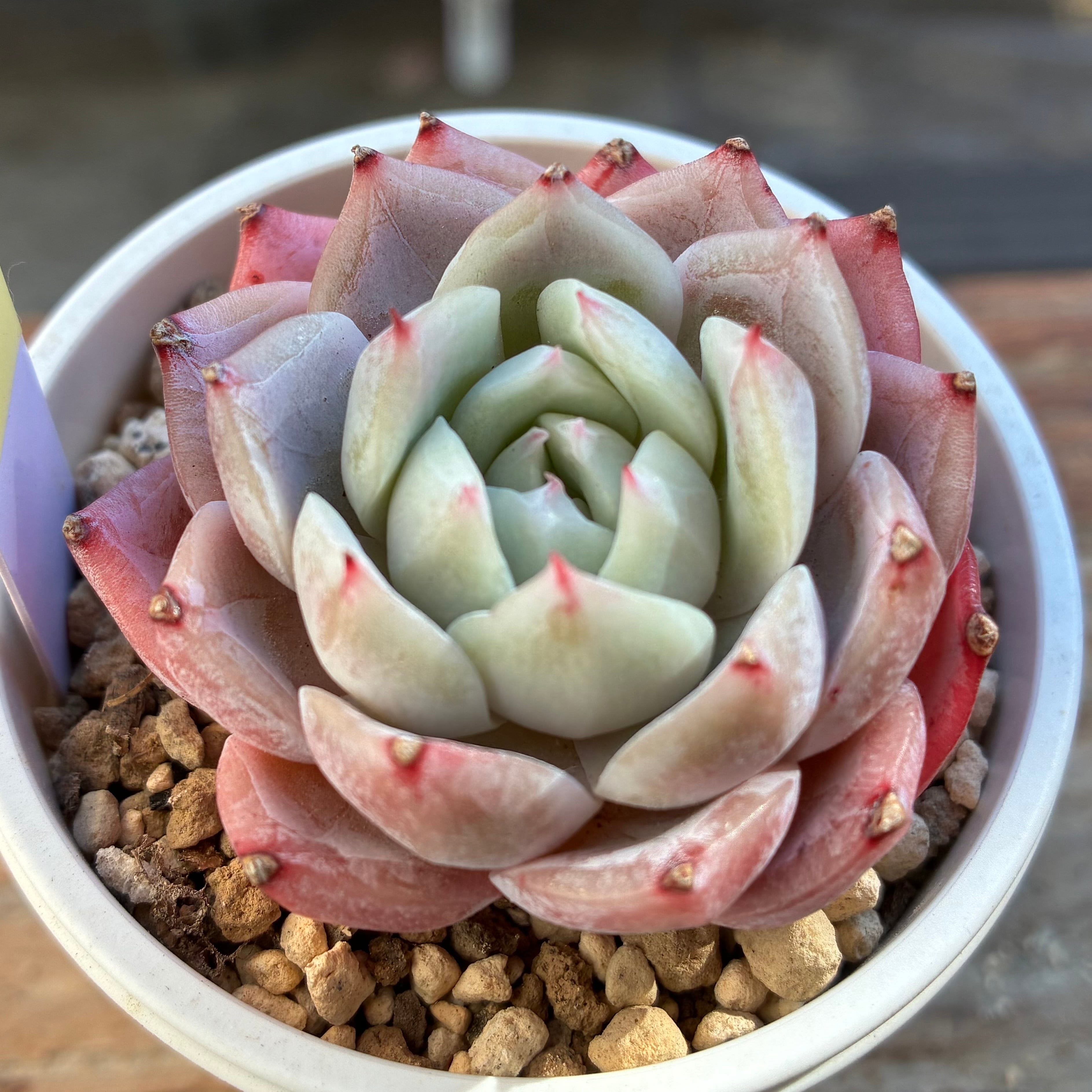 ハオルチア ジェリーフィッシュ錦① | mocono_plants