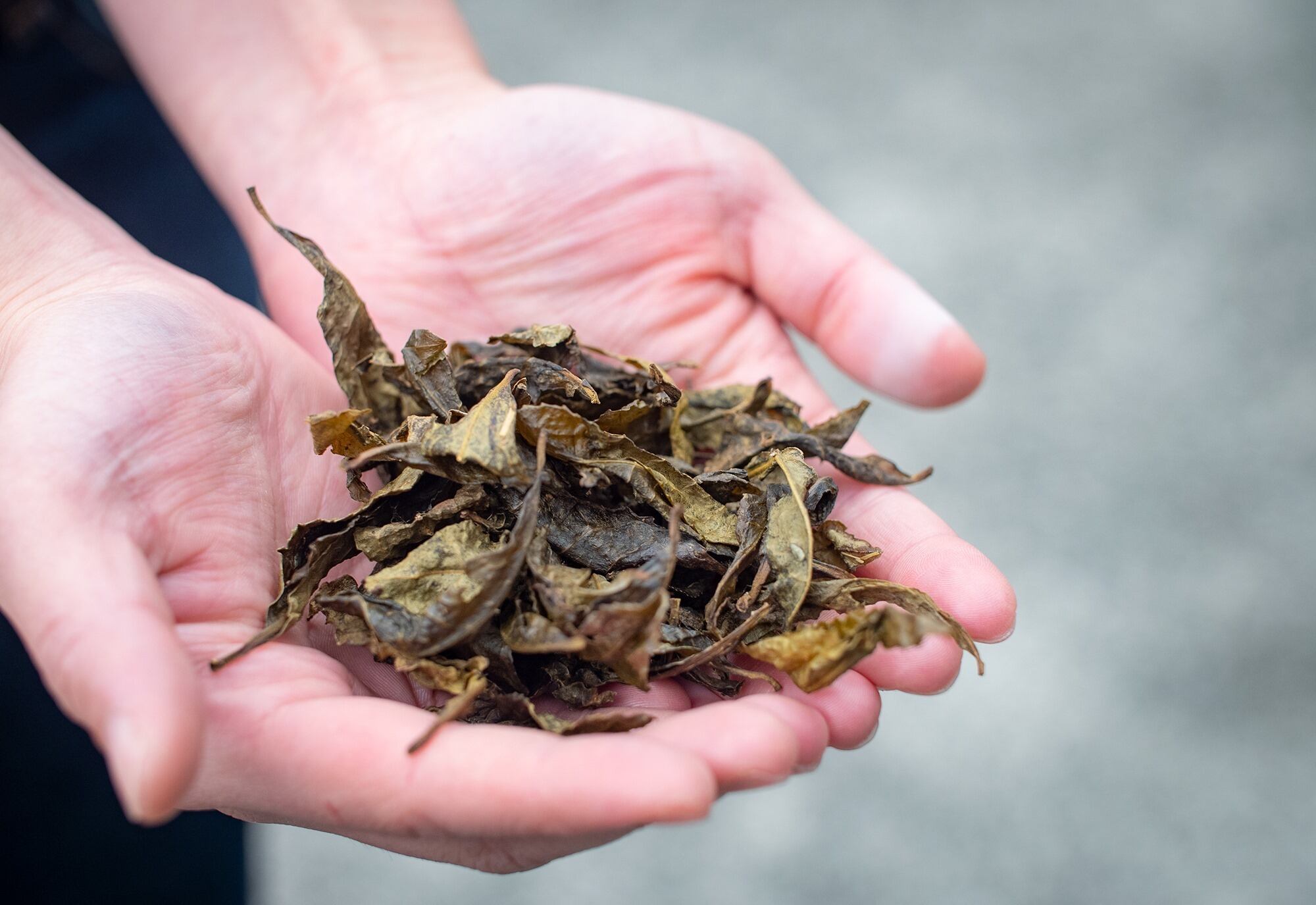 新茶 上勝阿波晩茶 1kg 乳酸発酵のお茶新茶予約＞重要無形民俗文化