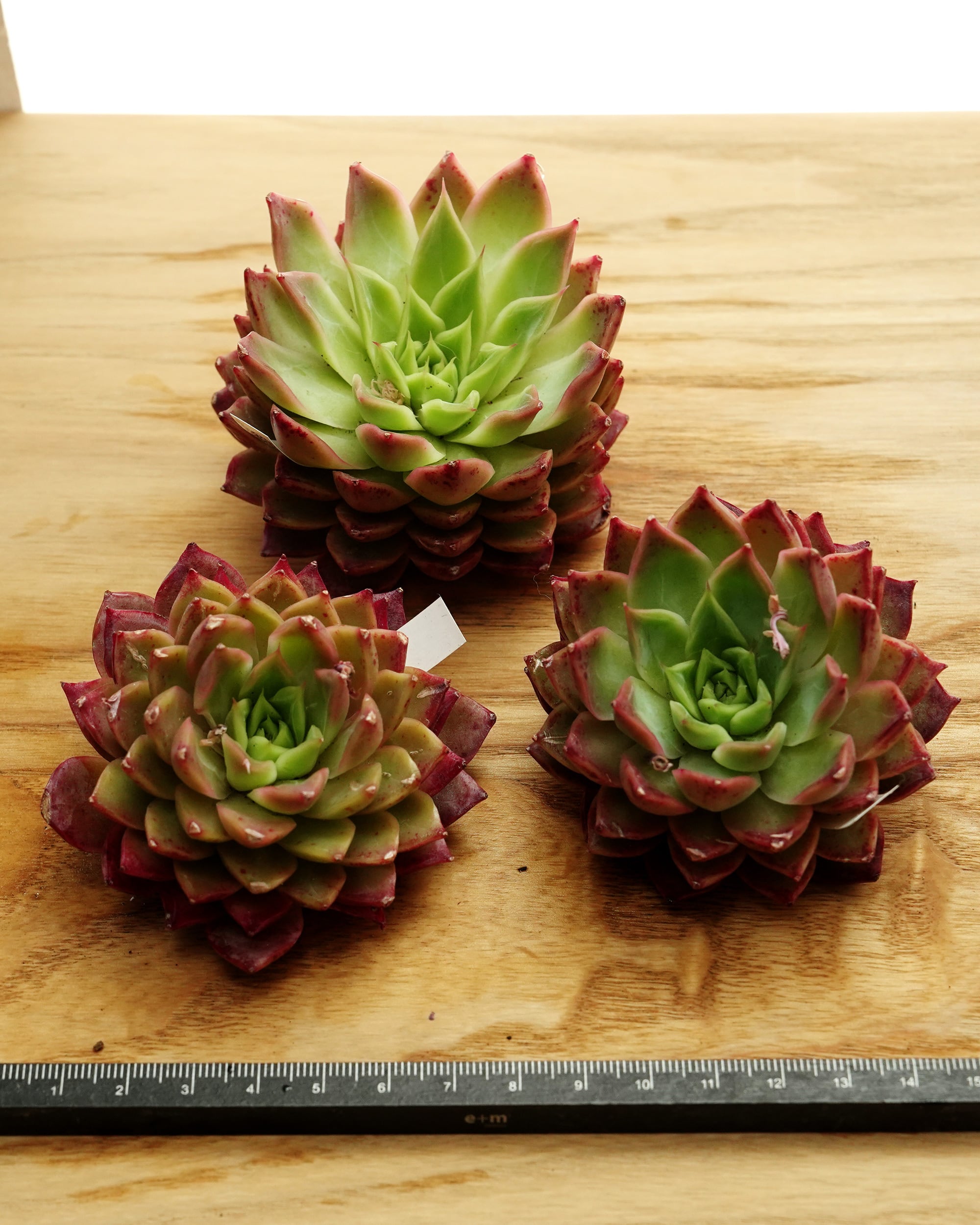 カット苗 セブンラッキー Echeveria 'Seven Lucky' | PUKUBOOK SUCCULENTS