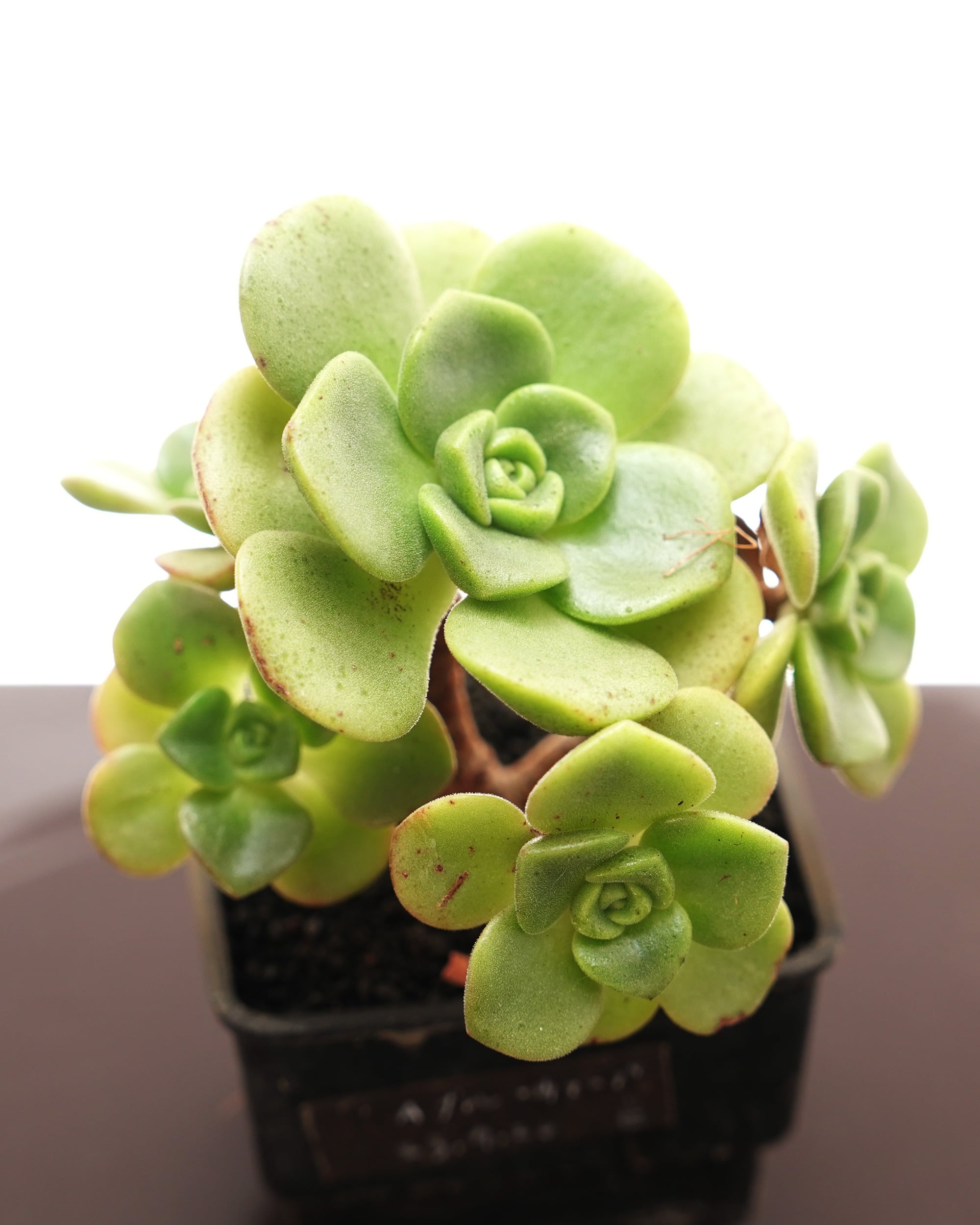 アエオニウム | PUKUBOOK SUCCULENTS