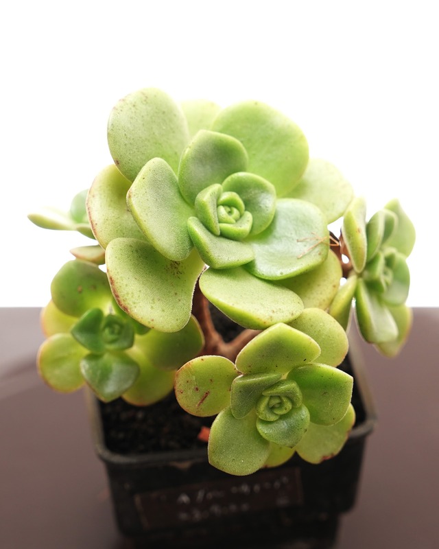 抜き苗 リリーパッド 群生 Aeonium 'Lily Pad'
