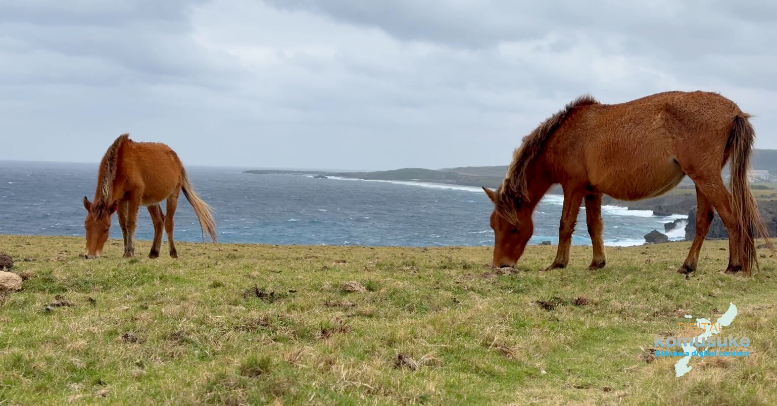 ◎与那国馬鼻崎2月-004(4K)30秒