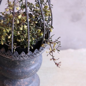 mondimanche ブリキ植木鉢　カージカップポットSDY　UF653|1~2ポット植え込みのシャビーシックな鉢　お玄関がオシャレに変わります