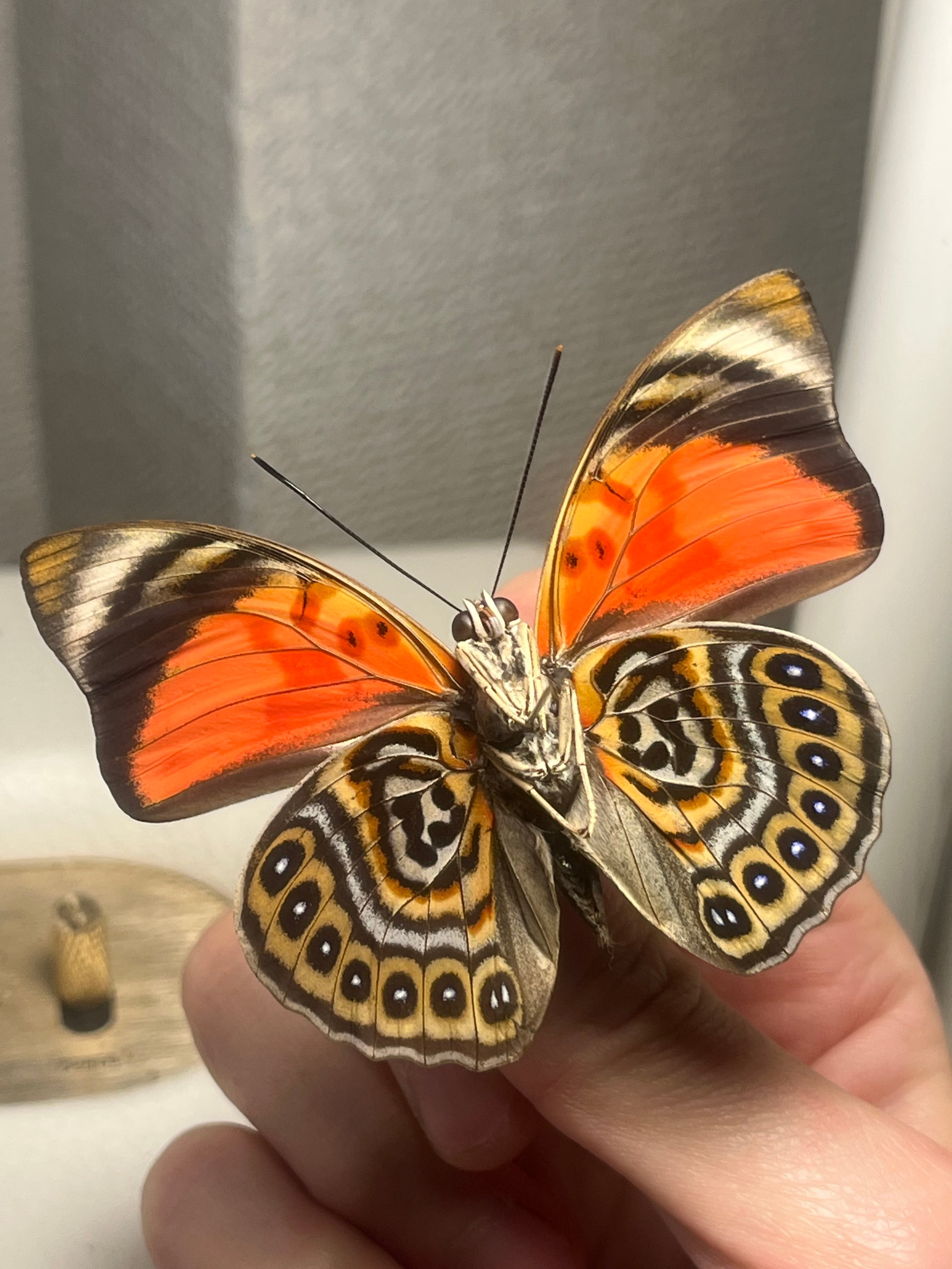 赤線極美】アグリアスクラウディナサルダナパルス♂ ミイロタテハ 蝶