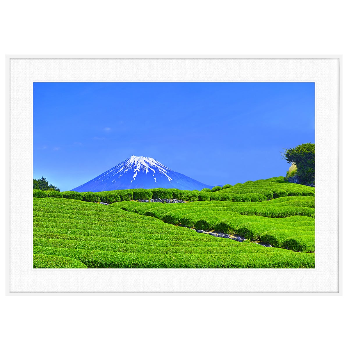 日本写真 富士山と茶畑 インテリア アートフォトポスター額装 AS4895