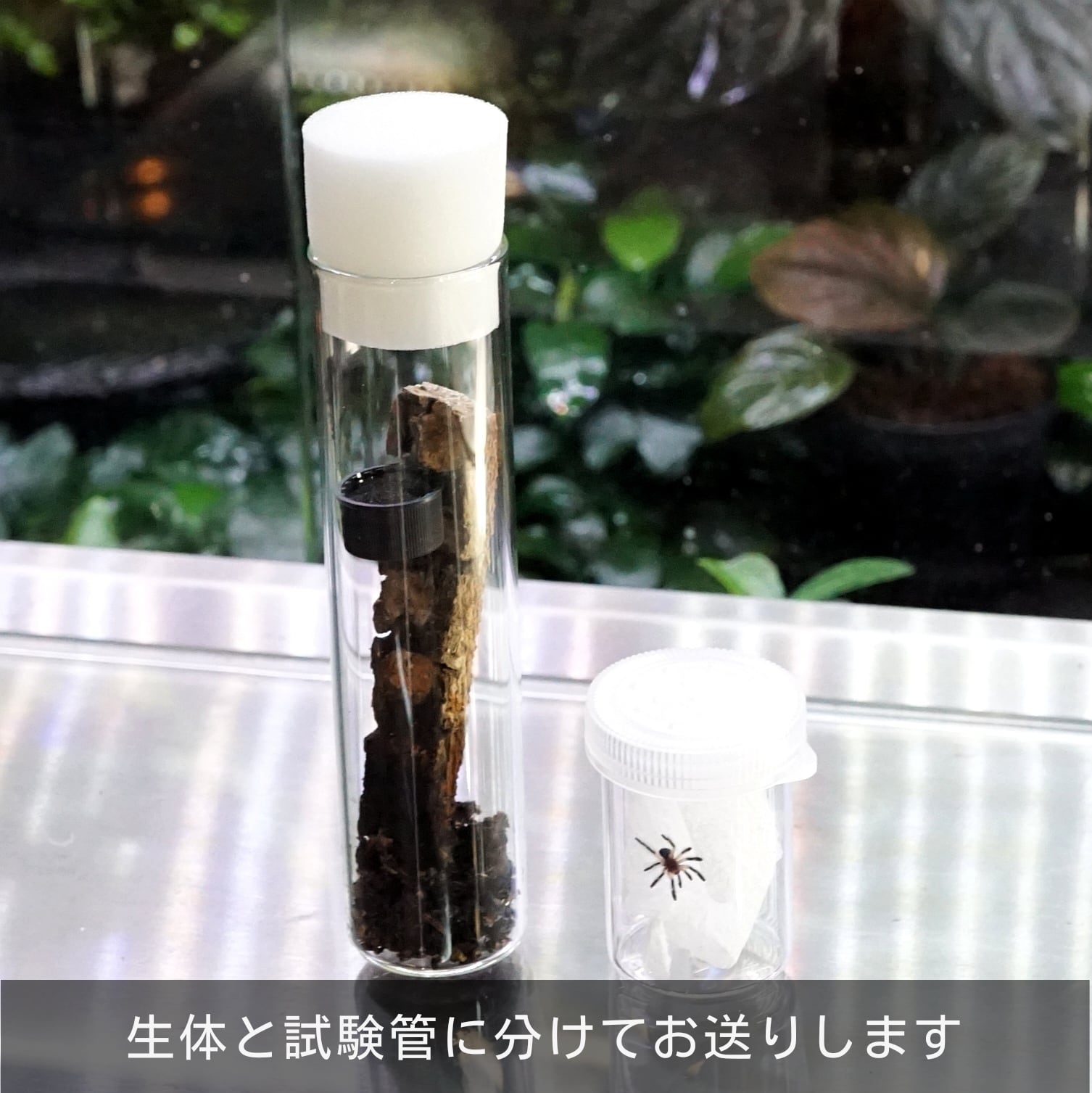 カンボジア産 奇形種 写真特集：カンボジアで新種の生物11種見つかる(1