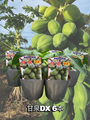 「甘泉ＤＸ6本セット」青パパイヤ苗