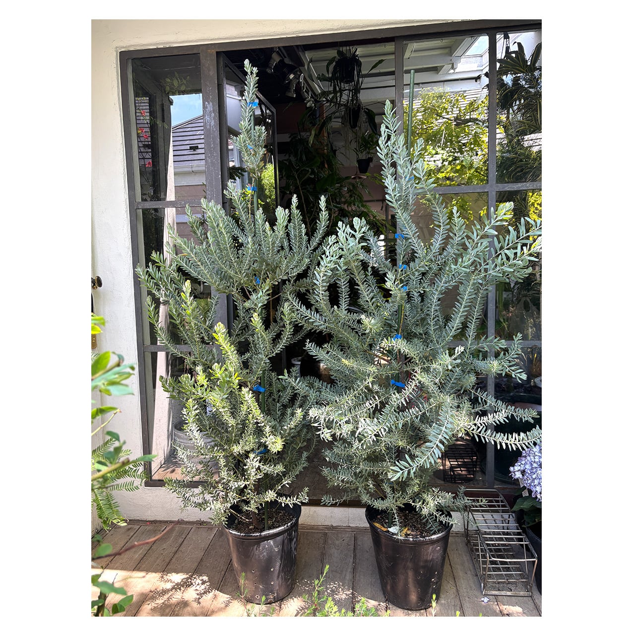 Acacia covenyi（Blue bush） | Seeding