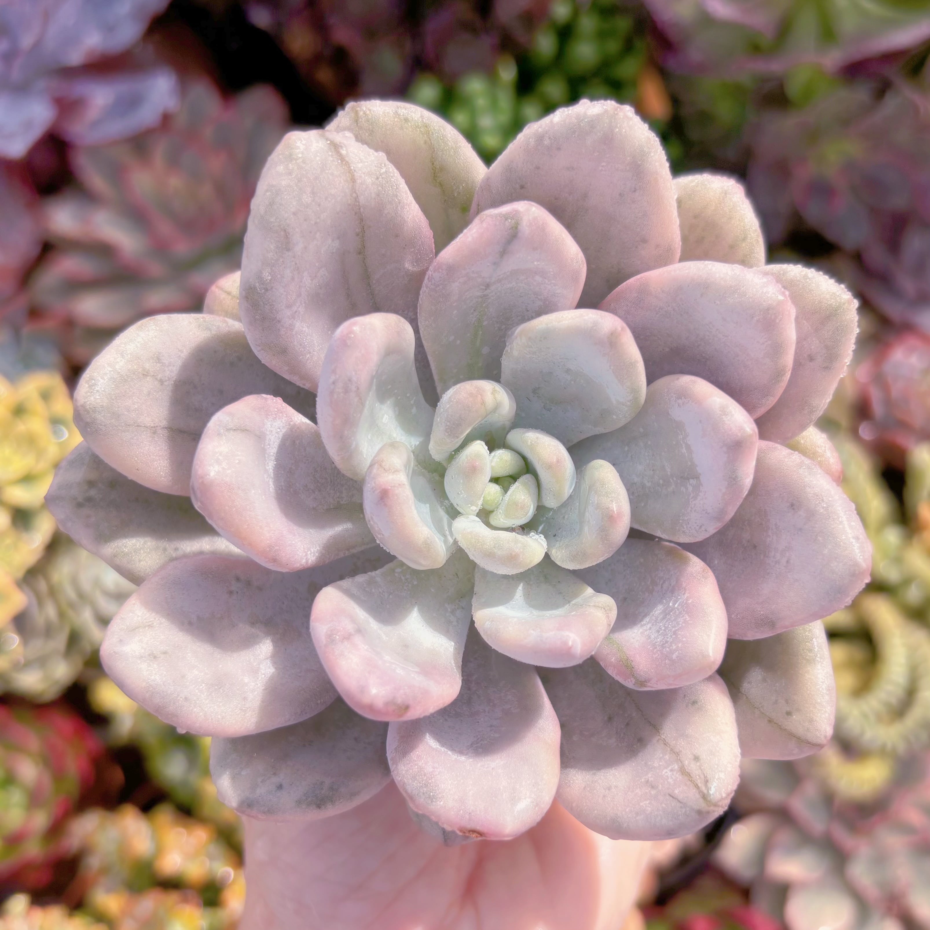 現品　オパリナ錦#F017　るる農園