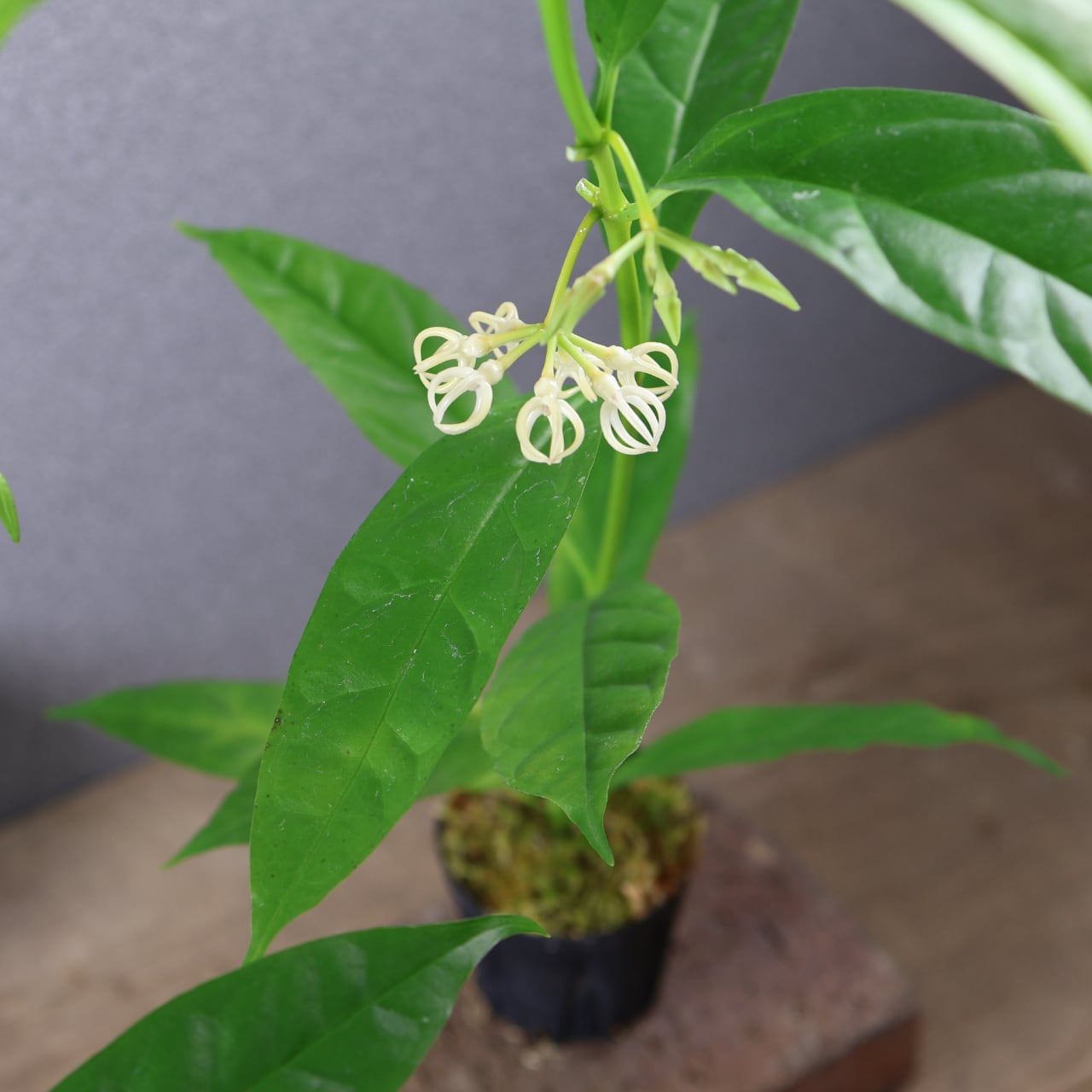 600『ホヤ デシプラエ』花苗【送料無料】 | MARX PLANTS | 観葉植物