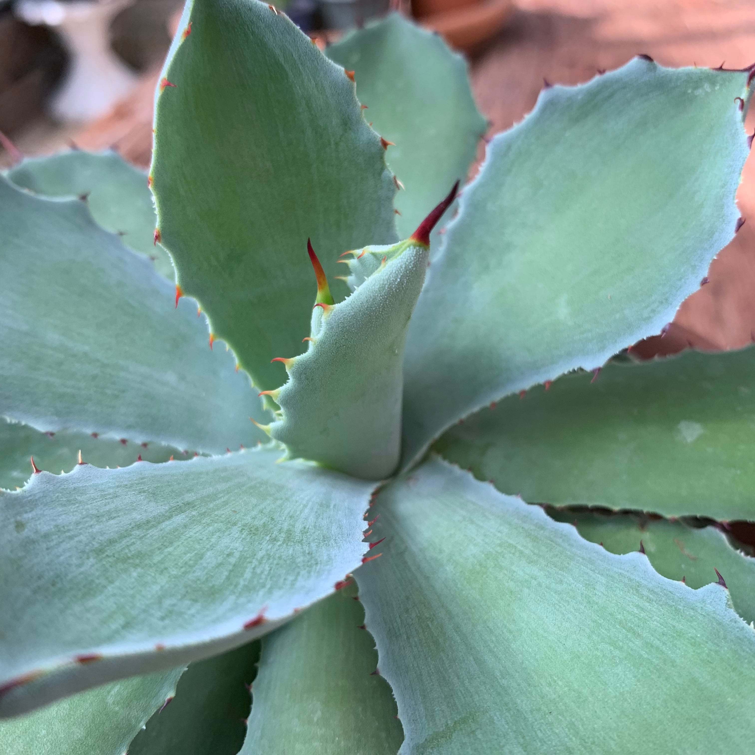 多肉植物 アガベ・吉祥冠（Agave ）12 | 京都 おむろ YUUKIESGARDEN