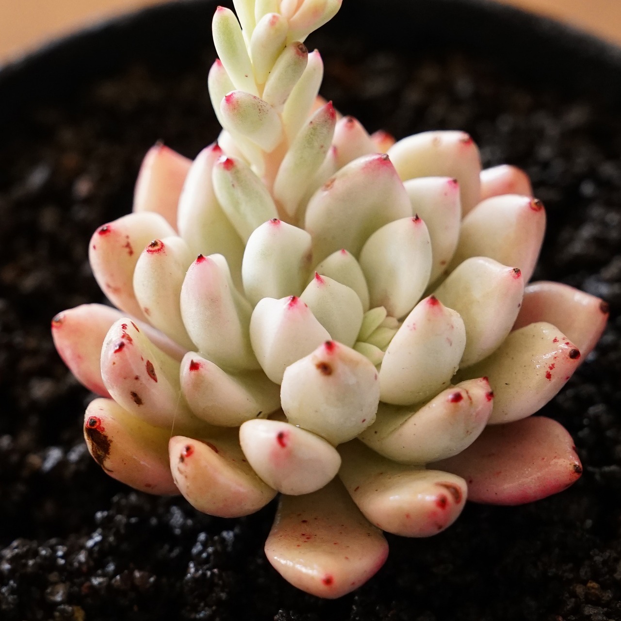 発根済カット苗 ファントム錦 大群生 Echeveria 'Phantom Variegated'
