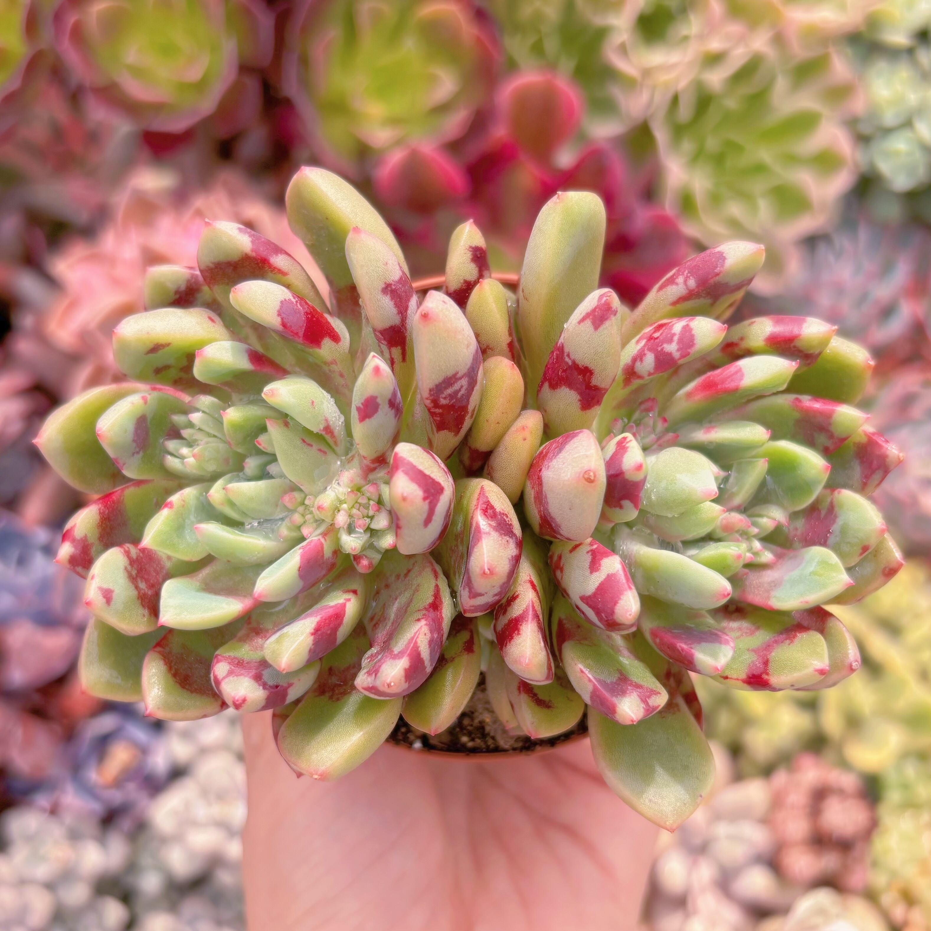 現品　ブラッドスワロー#796　るる農園